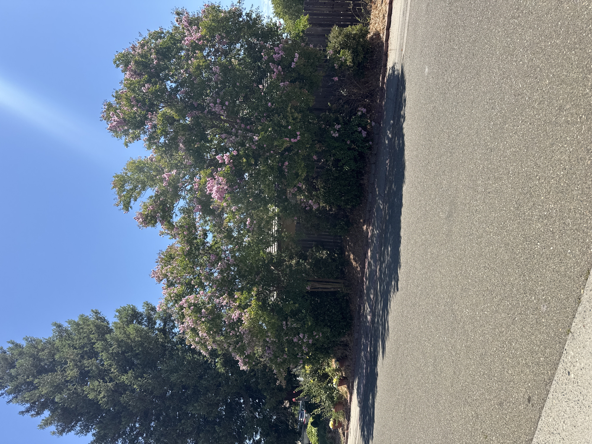 The image captures a residential street in Antelope, United States, on a clear day. In the foreground, a paved asphalt road occupies the lower half of the frame, with a sidewalk on the left edge. Beyond the road, a well-maintained garden area is visible, featuring several potted plants with yellow and pink flowers. A large evergreen tree stands prominently on the left side of the garden, towering over a blooming tree with pink flowers. A wooden fence runs along the back of the garden, separating it from what appears to be a residential property. The overall scene suggests a tranquil suburban setting, bathed in bright sunlight.