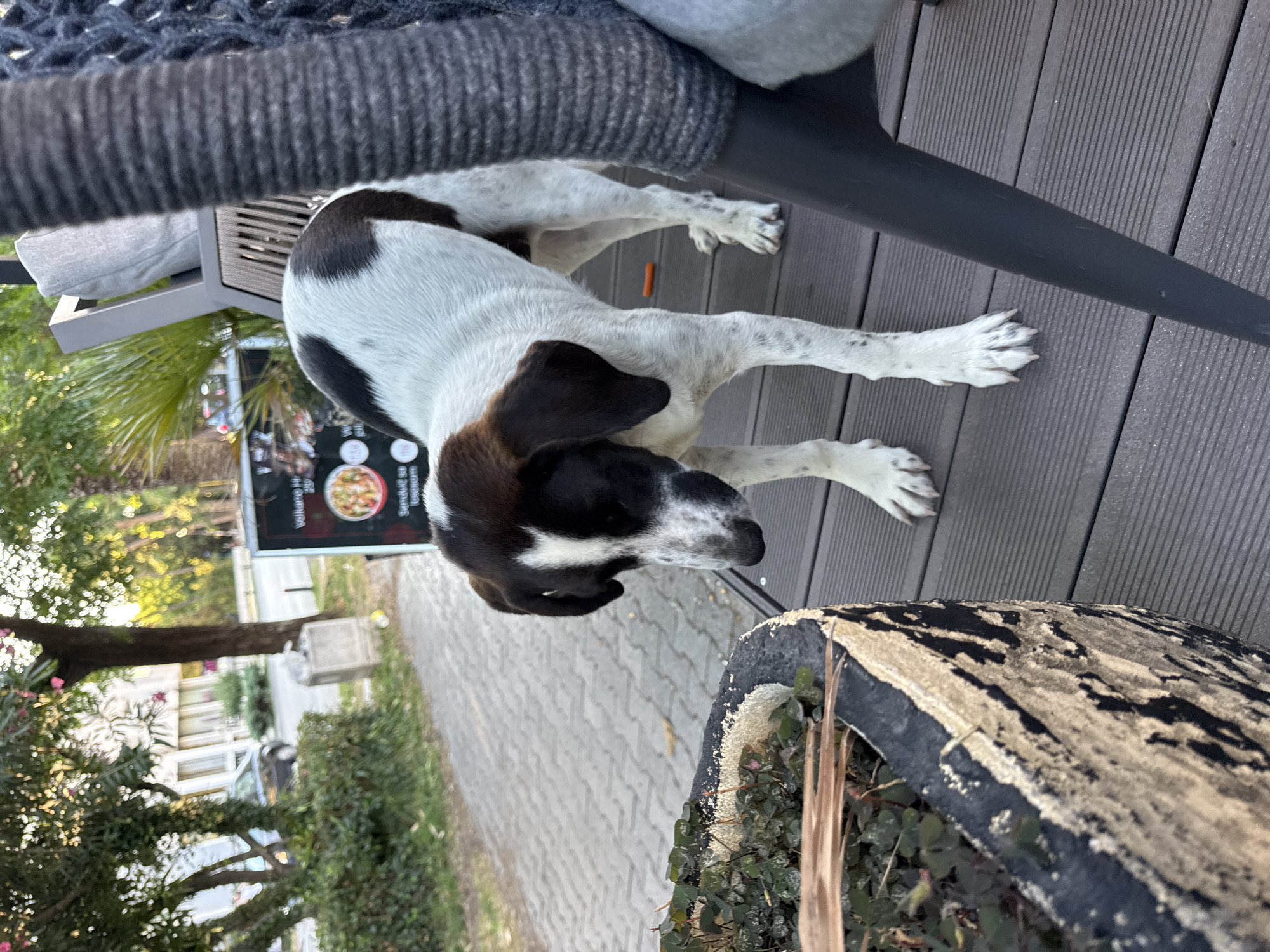 In Bar, Montenegro, a medium-sized, mixed-breed dog with white and black patches stands on a wooden deck. The dog is looking down towards a decorative planter pot in the foreground, which contains small green plants. In the background, a sidewalk runs alongside a street with trees and a building. A sign is partially visible, displaying text and an image of food. The scene appears to be outdoors, possibly at a cafe or restaurant patio.