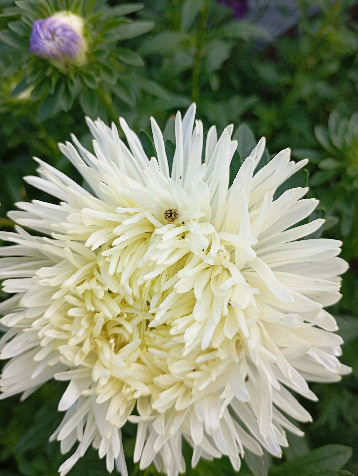 This is a close-up, eye-level, vertical photograph of a white aster flower. The flower has many thin, pointed petals that are densely packed. A ladybug is visible on the petals of the flower. In the blurred background, a purple aster bud is seen to the left, and green foliage fills the rest of the background. The image appears to have been taken outdoors, likely in a garden setting. The location in Horishni Plavni, Ukraine, is not discernible from the image itself.