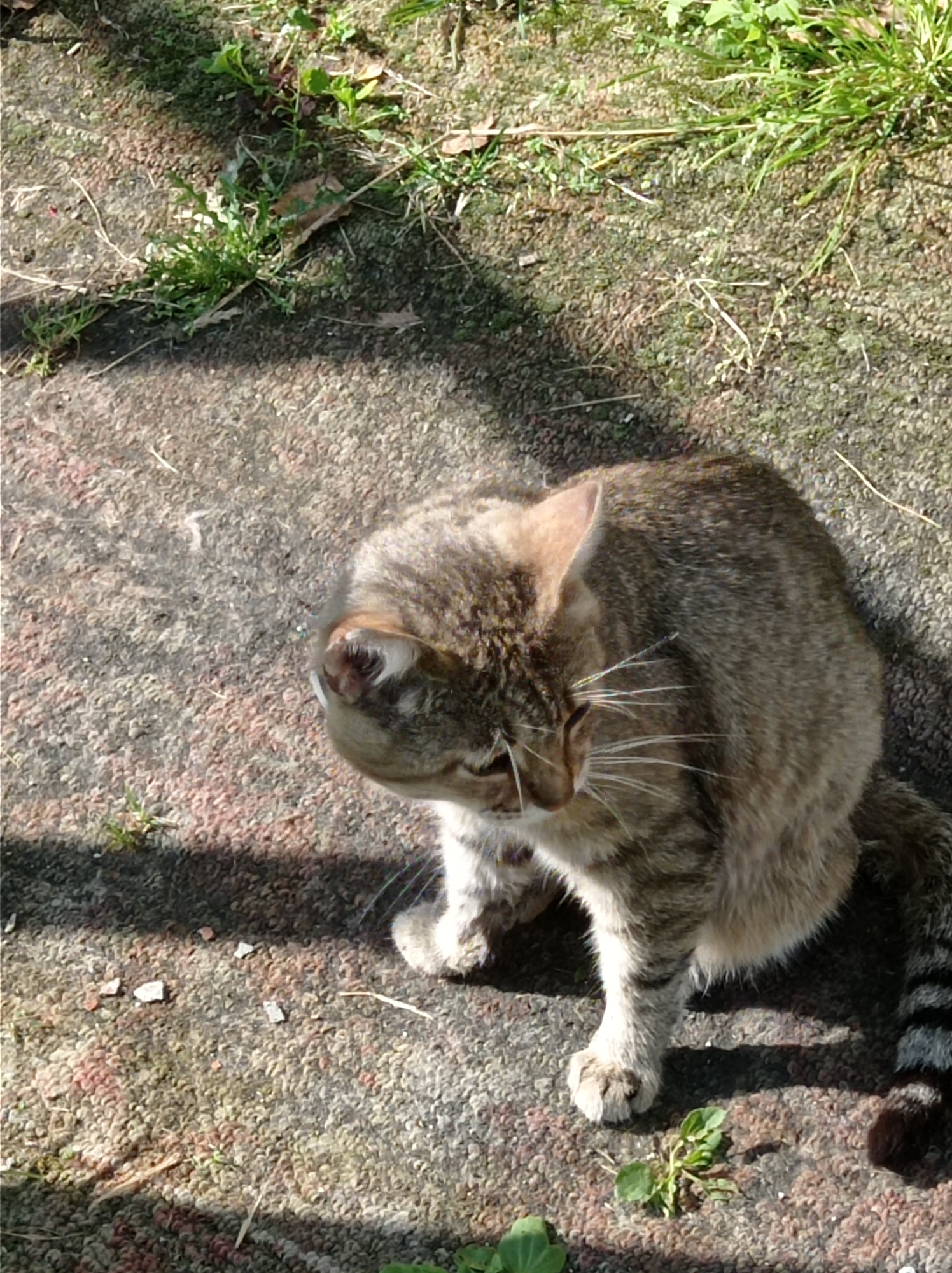 A tabby cat is sitting on a textured ground surface, possibly a path or patio, with sparse green vegetation growing in patches. The cat is facing left and appears to be grooming itself, with its head tilted downwards and its paw raised. The ground is a mix of gritty material with some pink and red flecks. Sunlight casts shadows on the ground. The image is taken from a high angle. No specific location in Degtyarsk, Russia, is discernible from the visual information.
