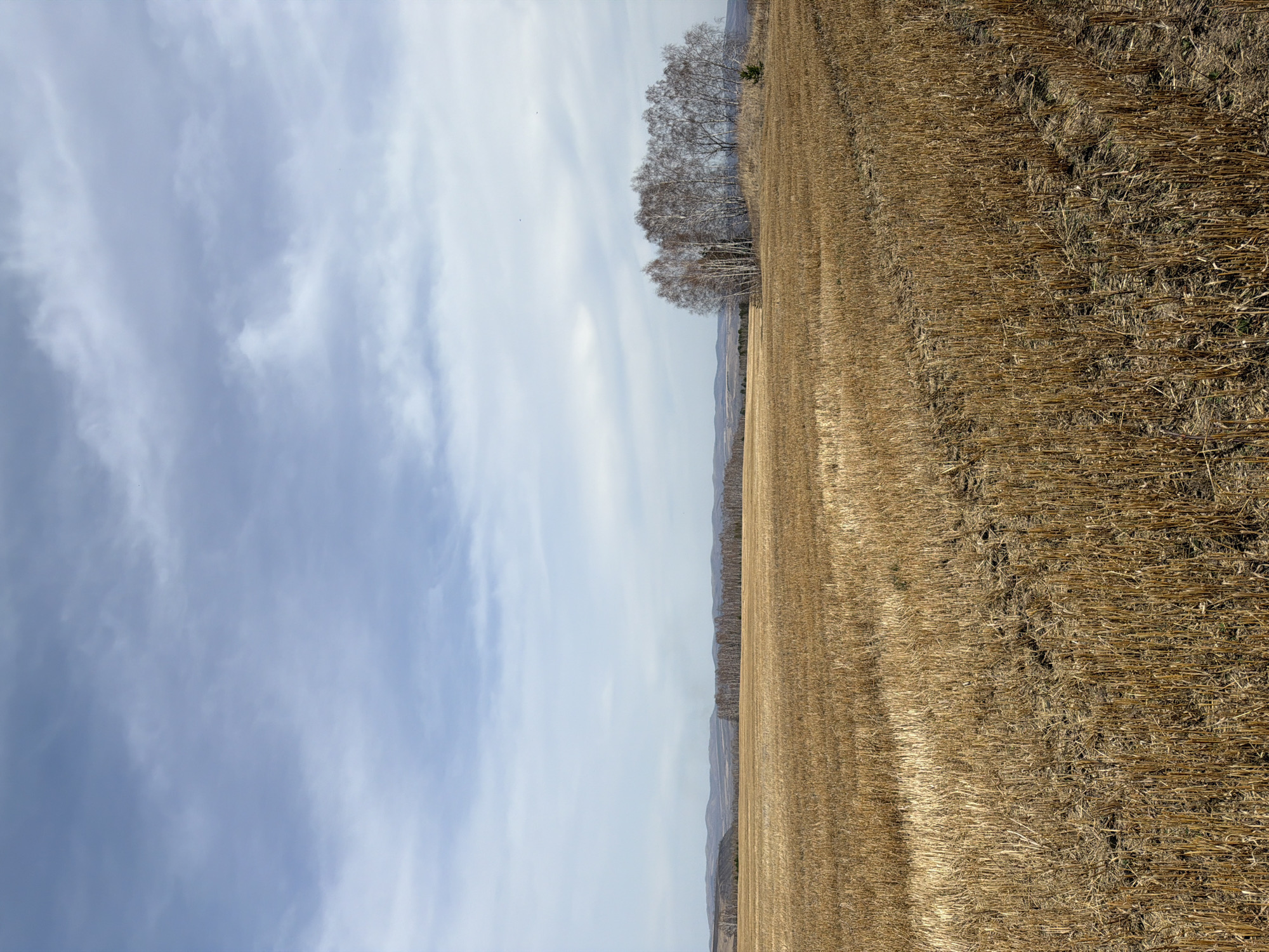The image displays a vast rural landscape under a wide sky, oriented vertically but depicting a horizontal scene. The upper half of the image is dominated by a light blue sky with wispy, streaky white clouds, suggesting a partly cloudy or overcast day. The light is bright and diffused.
The lower half of the image features an extensive field of harvested crops, characterized by golden-brown stubble. The field shows distinct parallel rows and textures from agricultural activity. The dry, cut stalks cover the ground, indicating a post-harvest season, likely late autumn, winter, or early spring.
Along the horizon line, separating the sky and the field, there is a line of bare deciduous trees, possibly birches given their light-colored bark. Their branches are visible against the sky, devoid of leaves. To the right of this main group of trees, a smaller, darker evergreen tree is faintly visible. In the far distance, beyond the field and trees, a faint line of rolling hills or mountains stretches across the horizon, appearing hazy.
There are no people or specific activities taking place, presenting a serene and quiet scene. The overall impression is one of open space and the transition of seasons. No text is visible in the image. The location is contextualized as Шошино, Russia.