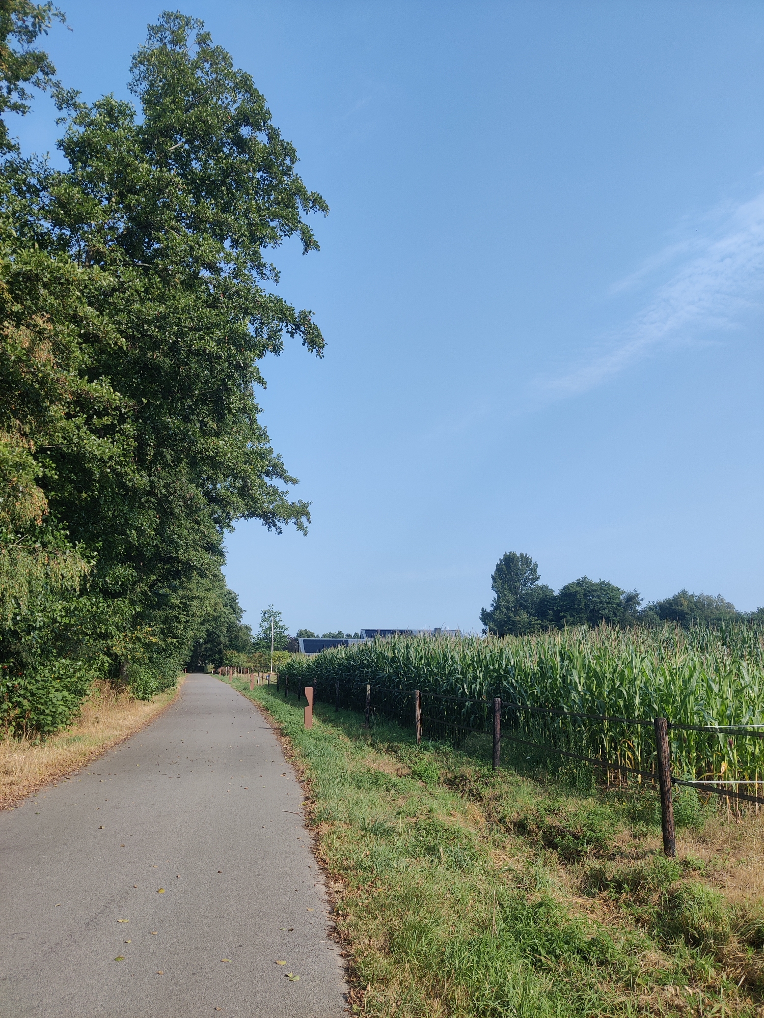The image depicts a paved pathway bordered by dense green trees on the left and a cornfield on the right, under a clear blue sky with sparse white clouds. The pathway appears to be a rural road or a bike path, leading into the distance. A wooden fence separates the pathway from the cornfield, which stretches towards buildings in the background. The scene is tranquil and suggests a rural or semi-rural setting, possibly in the outskirts of Winterswijk, Netherlands. There are no people or animals visible in the image, and no actions or interactions are taking place. The environment is dominated by natural elements like trees and crops, with a hint of human presence through the pathway, fence, and distant structures.