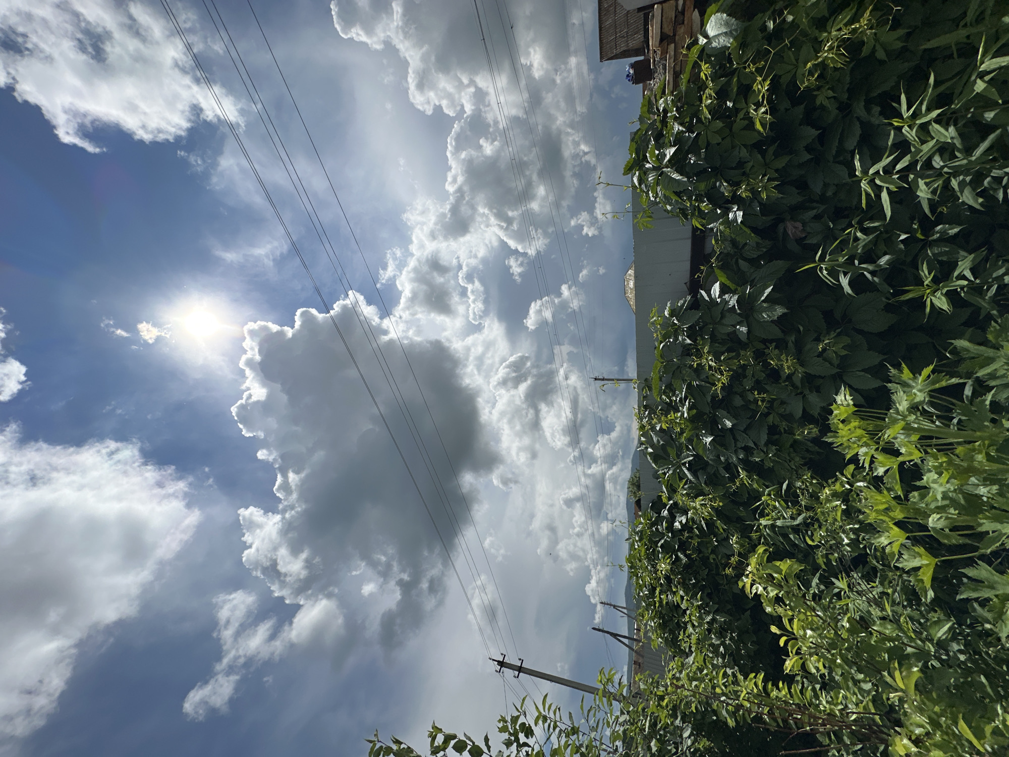 A low-angle, full outdoor shot captures a bright, partly cloudy sky and lush green foliage. The sun is visible, peeking through fluffy white clouds, creating a luminous effect. Several power lines stretch horizontally across the frame, supported by utility poles. In the foreground, dense green plants and vines create a wall of vegetation, obscuring parts of a low fence and a roofline. The scene appears to be a rural or suburban backyard with a view of the sky.