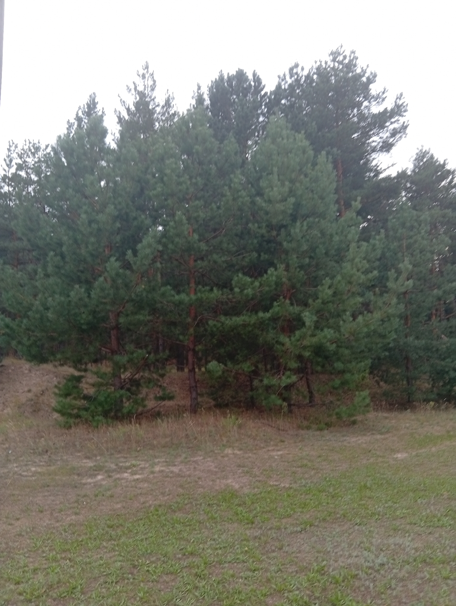 The image shows a dense stand of tall pine trees. The trees have green needles and brown trunks. The ground beneath the trees is covered in dry grass and some patches of soil. In the foreground, there is a grassy area with short green blades of grass. The sky is overcast and appears bright white, suggesting a cloudy day. The scene is consistent with a natural wooded area, possibly a forest or park.