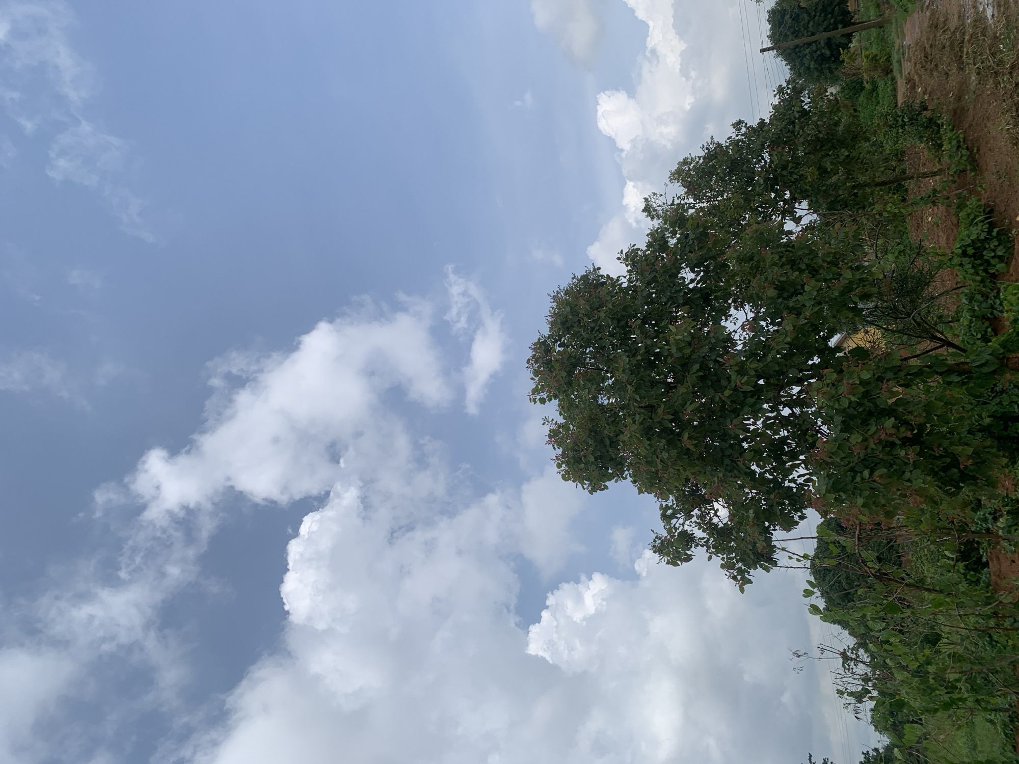 The image shows a dirt path running through a rural area in Kuru Karama, Nigeria. The path is lined with trees and vegetation on both sides. In the foreground, there are several young trees with green leaves and some reddish-brown buds. Further in the background, larger trees can be seen, including what appears to be a mango tree. The sky is partly cloudy with a mix of blue sky and white clouds. There are power lines visible in the distance, suggesting the presence of electricity infrastructure in the area. The ground is covered in brown soil, with some areas of dry grass and debris. The overall scene depicts a natural, somewhat uncultivated environment.