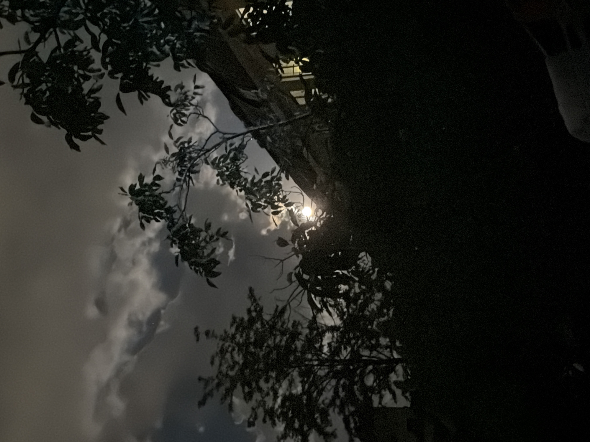 The image shows a nighttime scene in Plovdiv, Bulgaria, with a view looking upwards towards the sky. The scene is dominated by dark silhouettes of trees and foliage in the foreground. The moon is visible, partially obscured by branches, suggesting a bright light source. Cloudy sky in the background is contrasted by the dark foreground, and there is a building is visible through the tree branches.