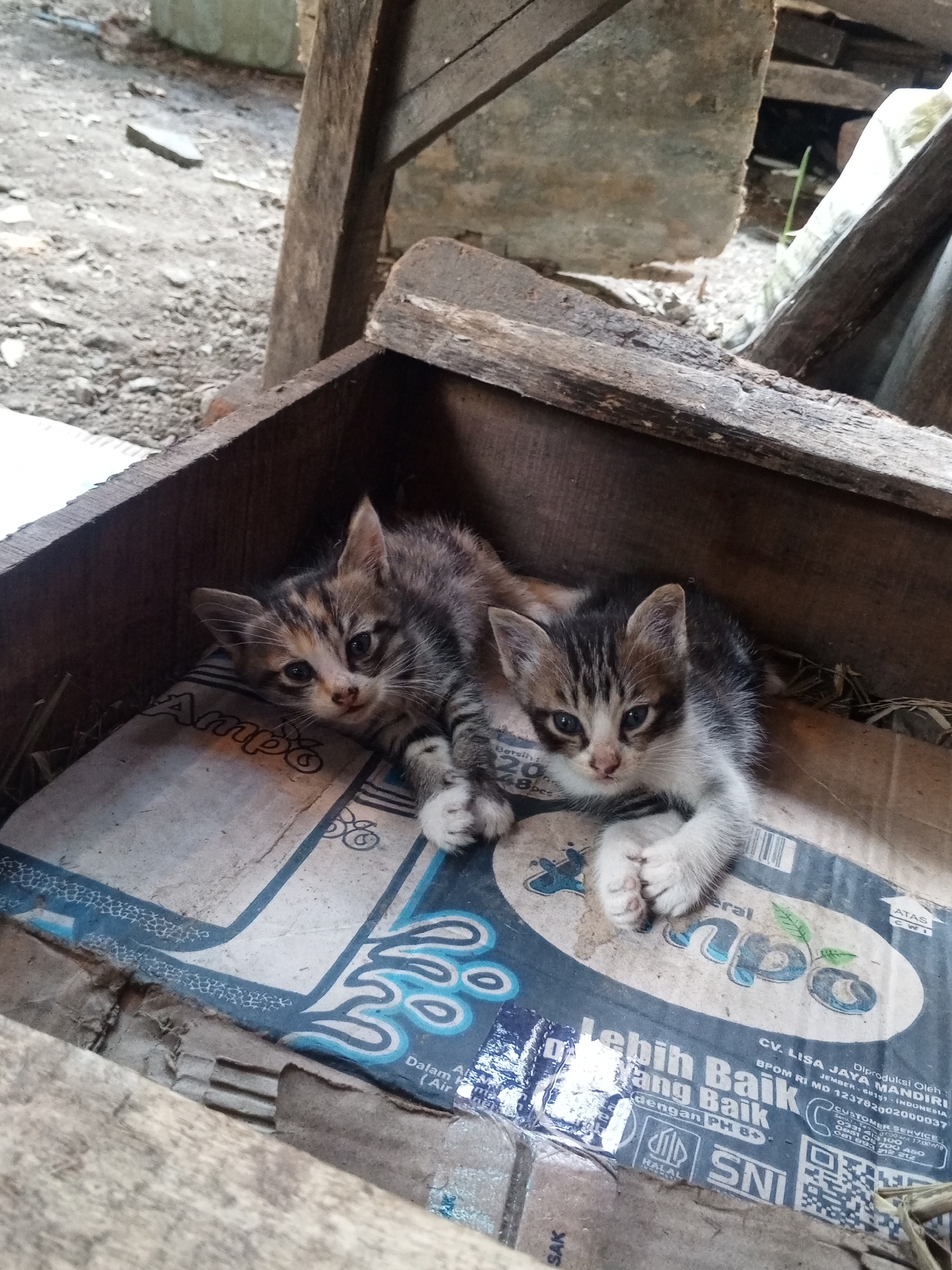 Two tabby kittens are nestled in a wooden crate lined with cardboard. The kitten on the left is lying on its side with its head resting on its paws, looking towards the camera. The kitten on the right is curled up slightly, with its front paws crossed. The crate appears to be made of rough, weathered wood. The background shows a rough, uneven surface with debris, suggesting an outdoor or utilitarian setting. The cardboard lining has some text and graphics, including the word "Ampo" and other indecipherable writing. The overall impression is one of a simple, somewhat rustic environment where the kittens are resting. The mention of Jember, Indonesia, within the text on the cardboard packaging is noted.