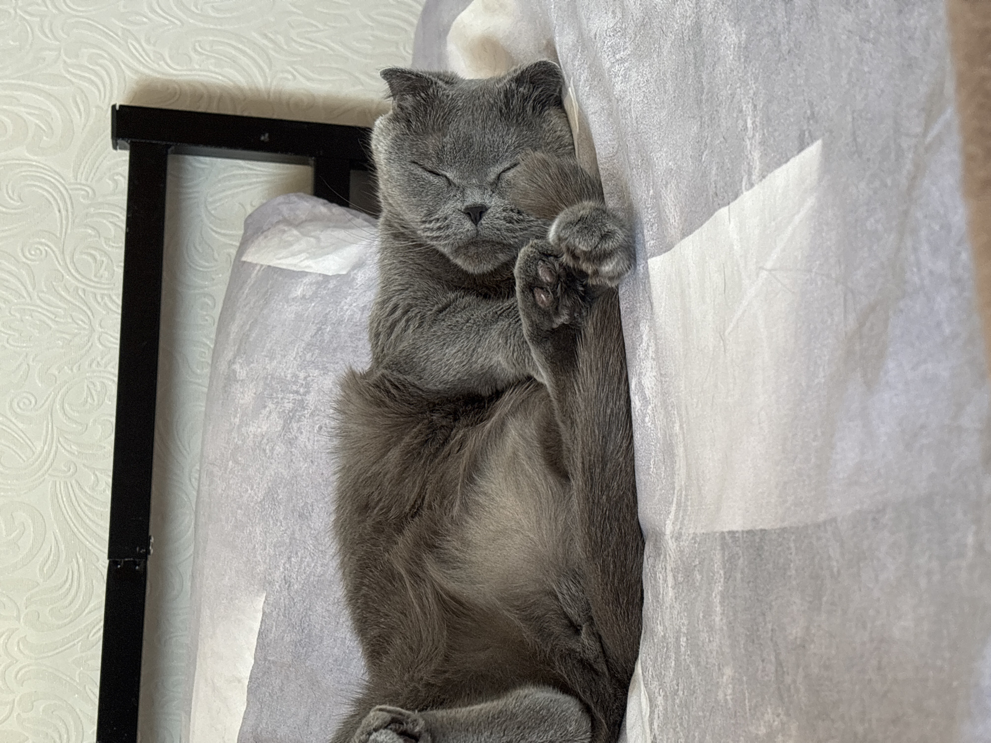A gray British Shorthair cat is sleeping on a gray and white patterned bed. The cat is lying on its back with its eyes closed and front paws curled up near its face. A black metal bed frame is visible on the left side of the image. The location is Марковский, Russia.