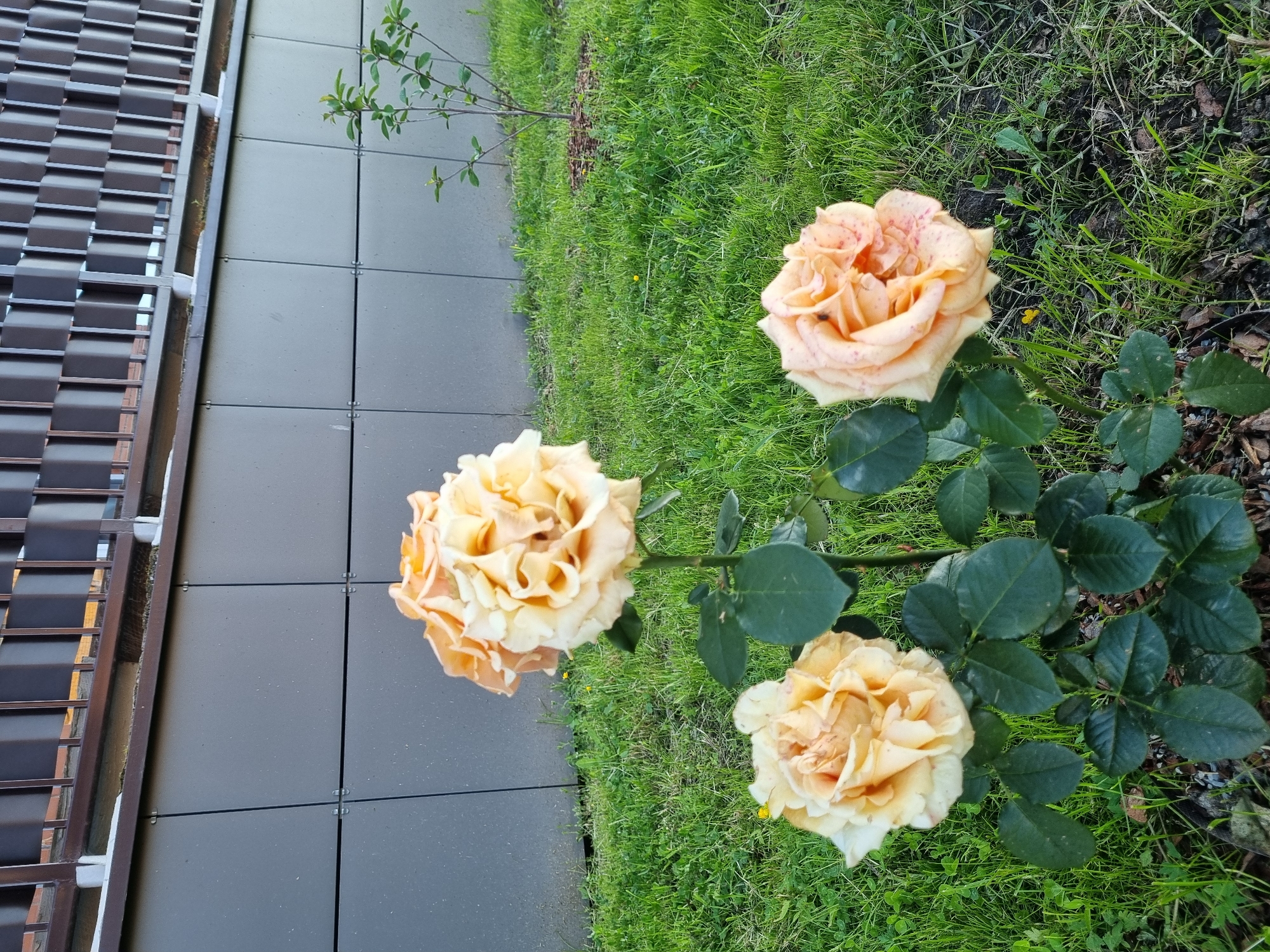In an outdoor urban setting, likely a park or landscaped area next to a modern building, three light orange roses bloom in the foreground. The roses have soft, ruffled petals and are arranged on dark green stems with visible leaves. The roses are positioned on a patch of green grass, with a young tree visible in the background to the right. Behind the greenery, a building facade is visible, characterized by large, dark grey panels and a decorative metal railing at the top. The overall impression is one of well-maintained landscaping in a contemporary urban environment.