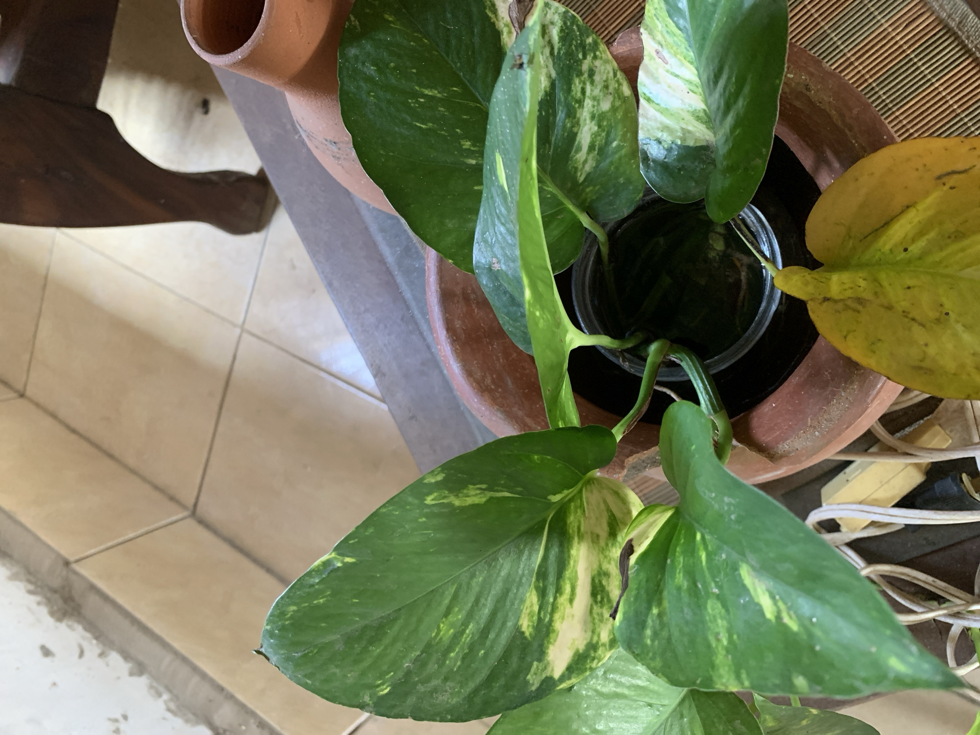An overhead shot captures a variegated Pothos plant, featuring large green leaves with streaks of light green, yellow, and white. One prominent leaf on the right side of the frame is entirely yellow, suggesting discoloration or decay. The plant is housed in a reddish-brown terracotta pot, which appears to be nestled inside a larger, darker brown planter. A clear glass or plastic container, possibly holding water, is visible within the inner pot, partially submerged by the plant's stems.
Surrounding the potted plant, elements of an indoor setting are visible. To the left, a dark brown wooden furniture leg or base is partially in view. The floor consists of light-colored, possibly beige, square tiles with dark grout lines, showing some construction residue or debris near the base of a wall or step. On the right, tangled white and yellow electrical cords or wires rest on the floor next to the planter. A woven mat, in shades of brown and tan, is positioned beneath a portion of the larger pot. The lighting is diffused, indicating an indoor environment, possibly during the daytime. No specific activity is depicted, and there is no visible text. The image provides a close-up view of the plant and its immediate surroundings.
