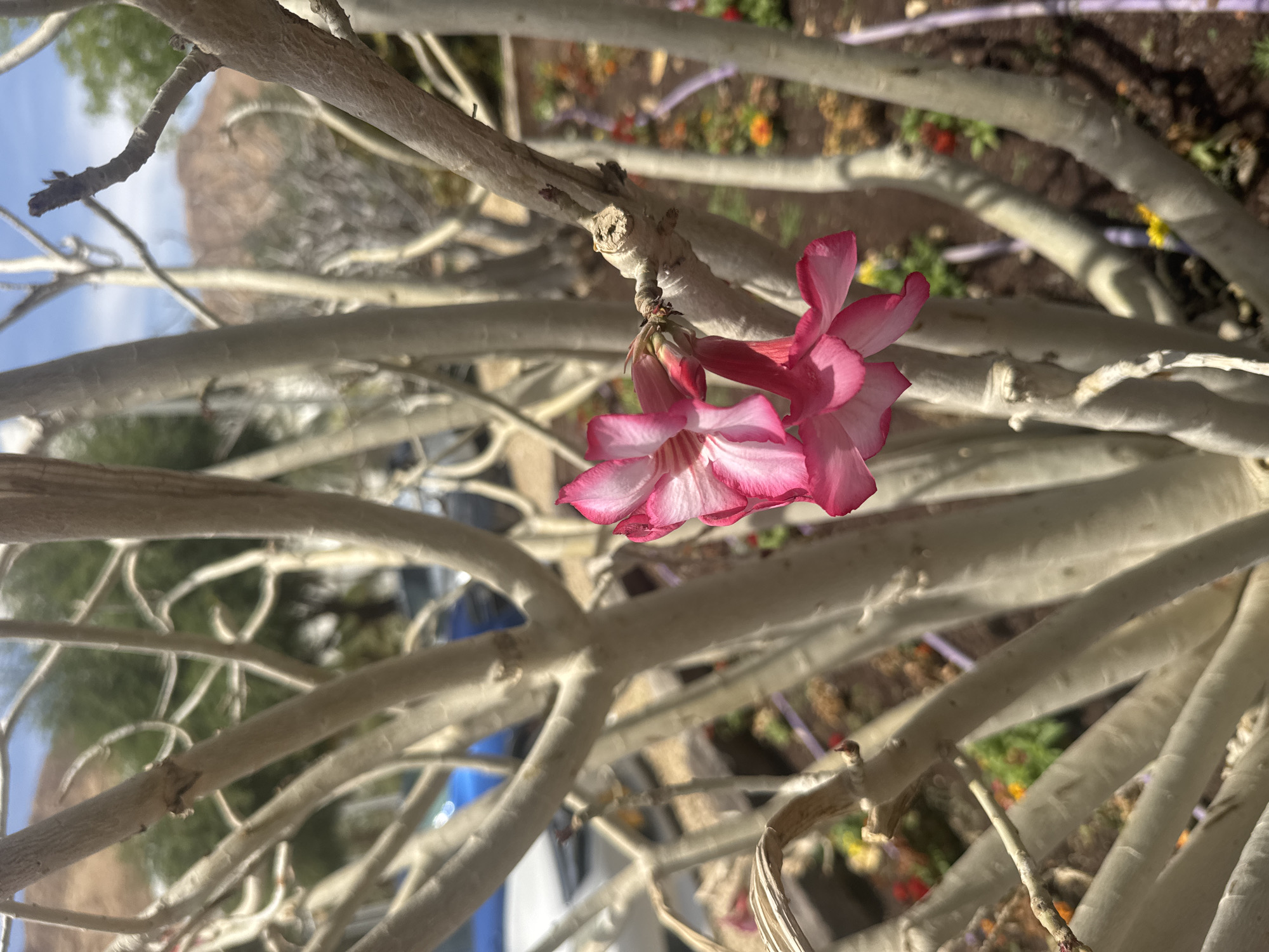 The image shows pink and white flowers blooming on a tree with bare, light-colored branches. The flowers are the focal point, situated amidst the tree's stark branches. The background reveals glimpses of other plants and a blurred landscape, suggesting an outdoor setting. Based on the location, Tamar Regional Council, Israel, the scene likely depicts a garden or natural area within this region.