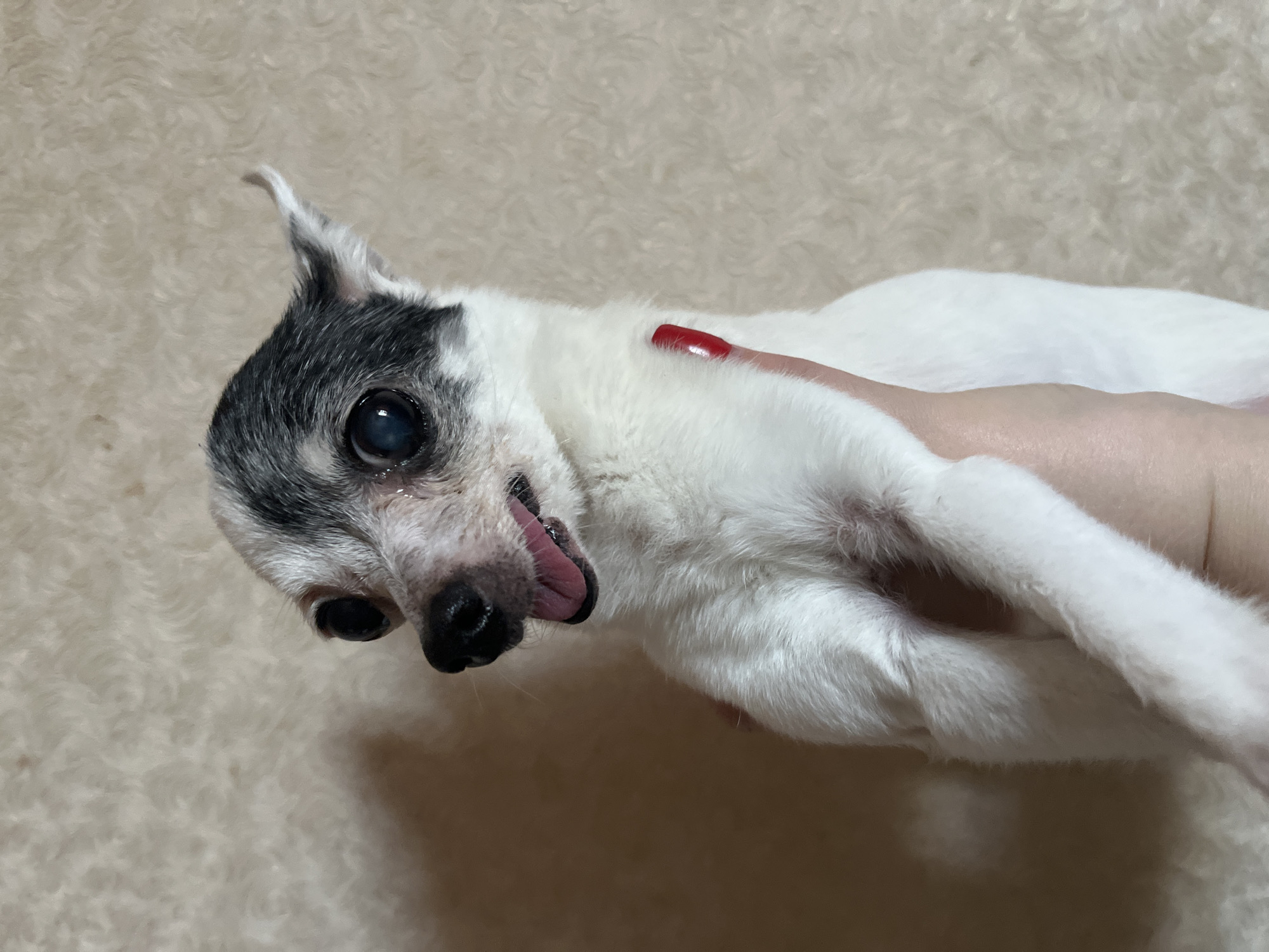 A close-up shot shows a small, old, predominantly white dog with gray and black markings on its head, being held in someone's arm. The dog's tongue is slightly sticking out. A hand with a red nail is visible, holding the dog. The background appears to be a soft, beige, textured surface. The location in Chaikovsky, Russia is unknown.