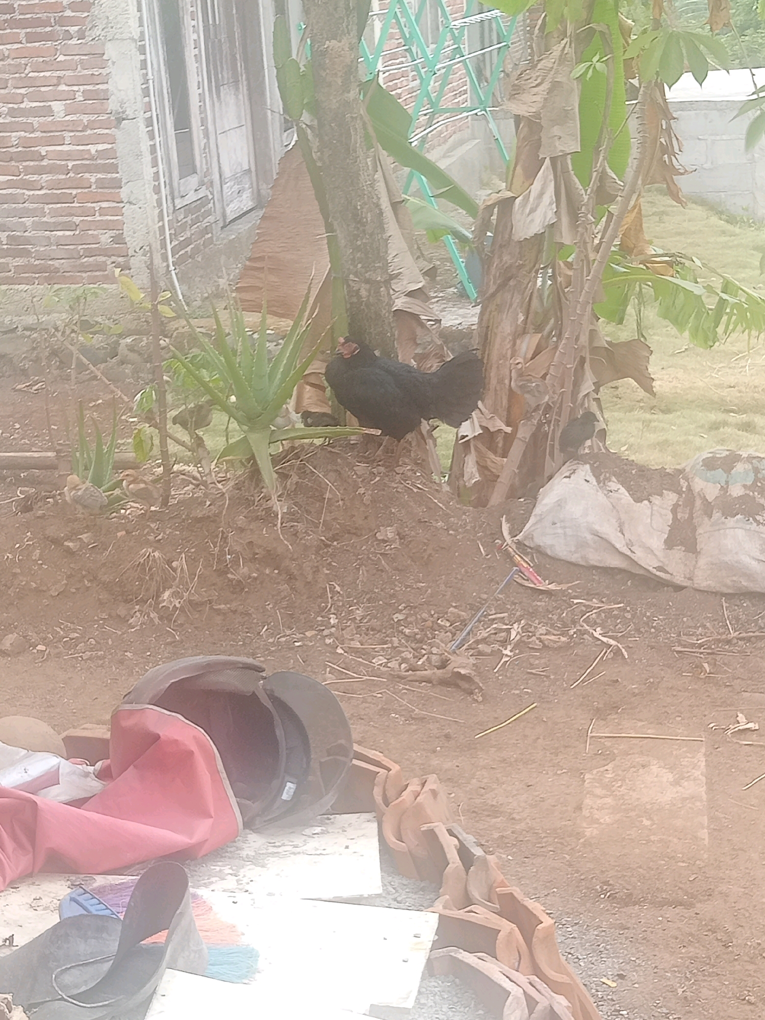 The image depicts an outdoor scene, likely a backyard or rural area, with a brick building on the left. A black chicken stands on a mound of soil near the base of a tree. Several small, light-brown chicks are visible in the foreground on the soil. A large plant with spiky leaves, possibly an aloe vera, is also present. In the lower foreground, a red tarp or cloth is draped over an open black helmet. Piles of terracotta roof tiles are stacked to the right. A white woven bag lies on the ground behind the chicken. The ground is predominantly brown soil and scattered debris. The overall environment suggests an undeveloped or construction-adjacent area. The location is identified as Gumiwang, Indonesia.