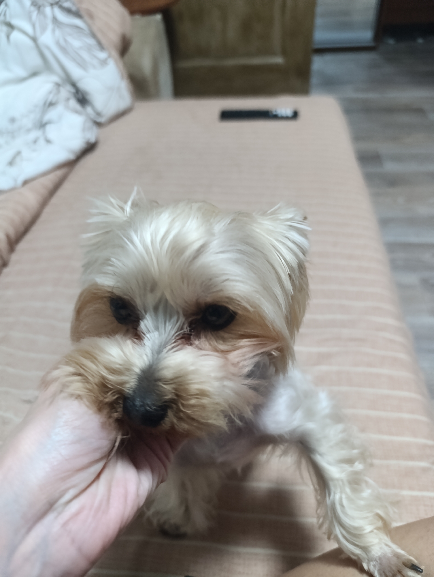 A close-up, eye-level, outdoor, daylight shot shows a person's hand holding the muzzle of a small, light-colored Yorkshire Terrier dog. The dog's fur is light tan and cream. The dog's eyes are dark and appear to be looking forward. The dog's snout is covered in longer, shaggier fur. The person's hand is light-skinned and is positioned under the dog's chin, with fingers curled around its muzzle. The dog is on a surface with a light pink and white striped pattern. In the background, to the left, is a pillow with a floral pattern. To the upper right of the image, a dark rectangular object is visible on the striped surface. Further back, a wooden surface is visible. The scene is indoors.