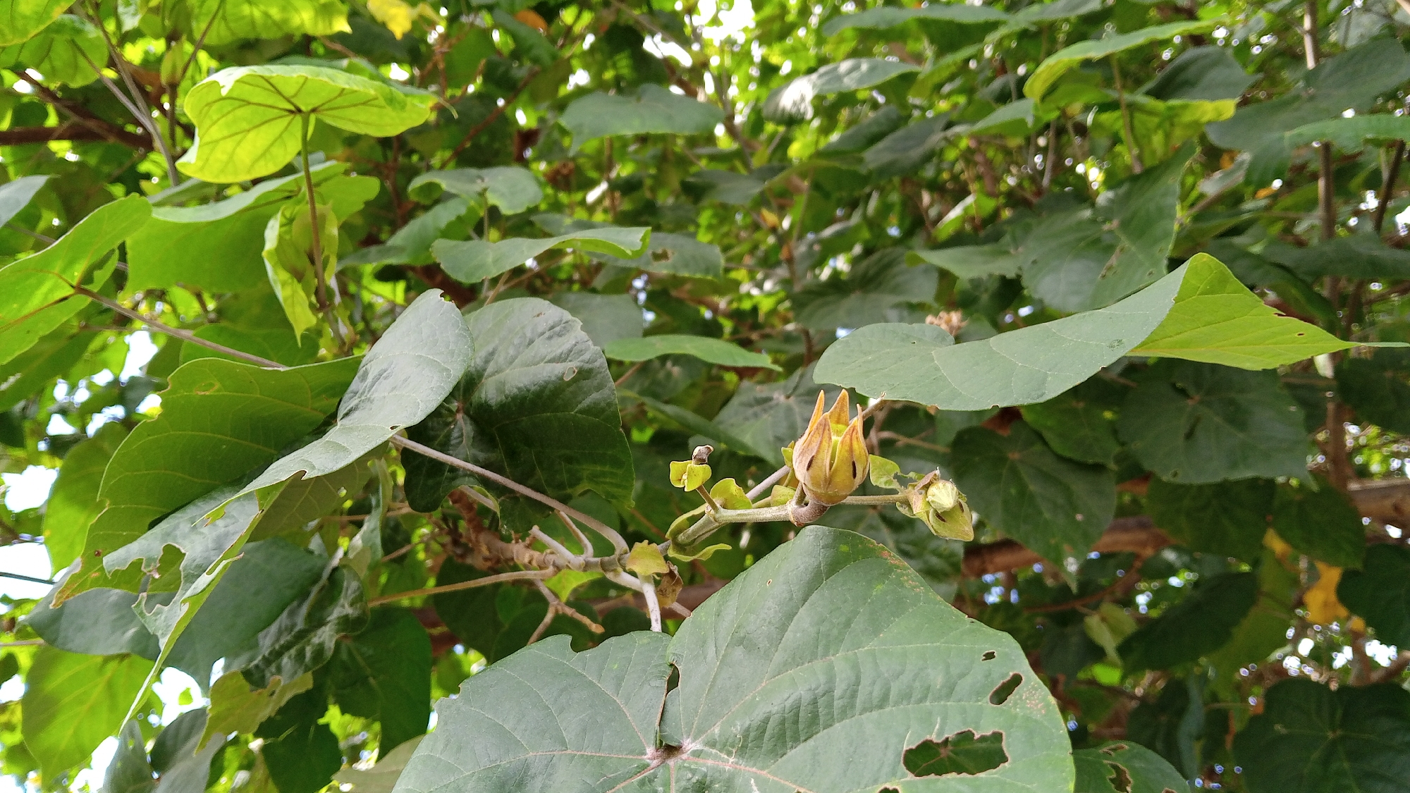 The image depicts a close-up view of foliage from a tree, dominated by various shades of green leaves, some of which are large and broad while others are smaller and more delicate. A single unopened flower bud, light brown and tinged with yellow, is visible on a thin branch in the foreground, surrounded by smaller green buds. The background consists of more leaves and branches, with dappled sunlight filtering through, creating a bokeh effect. The scene appears to be outdoors, likely in a natural or garden setting. The location is stated to be Tanjong Krueng, Indonesia, but there are no specific landmarks or human activity visible in the image to corroborate this.