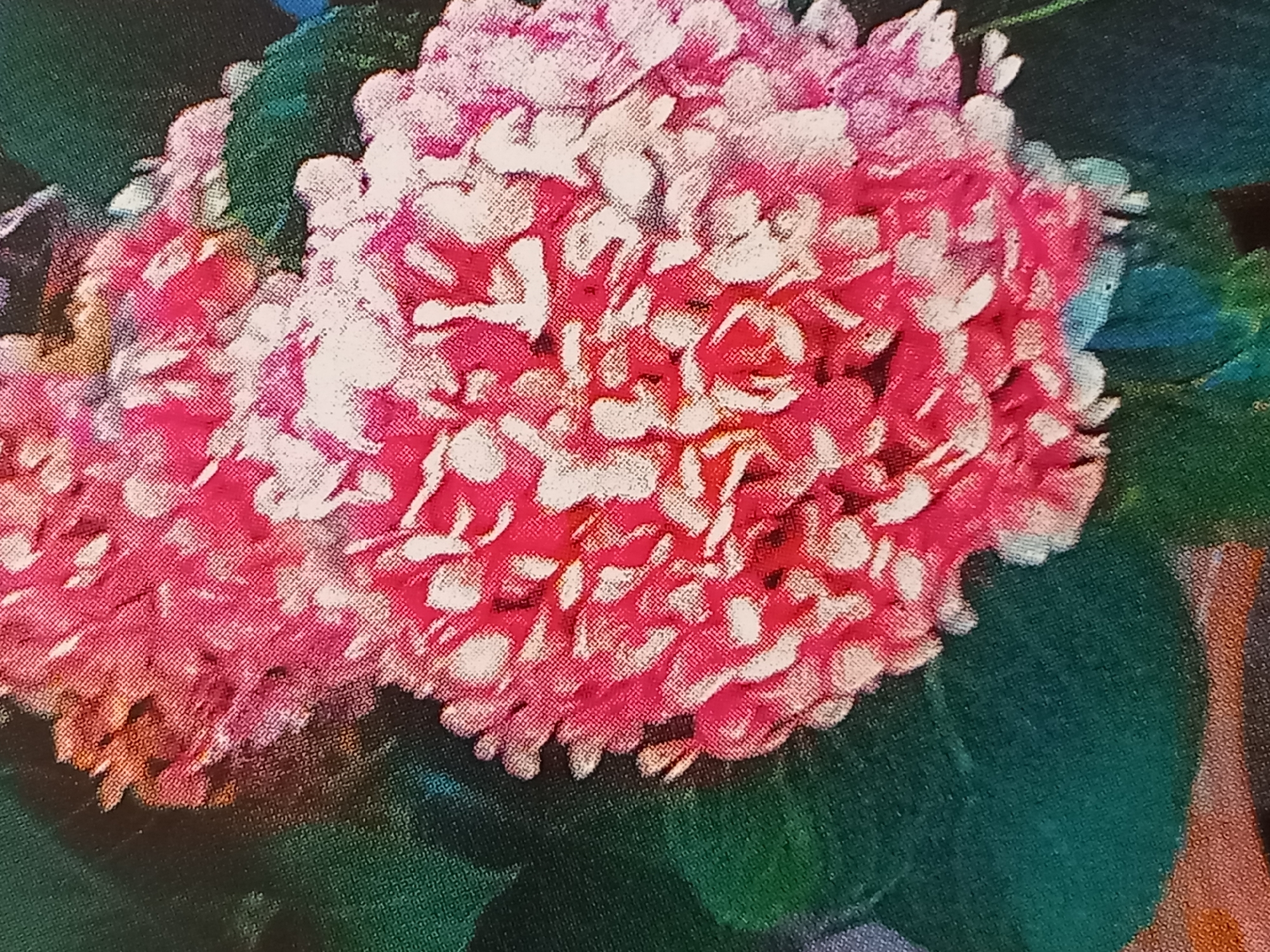 This is a close-up, detailed, and slightly pixelated photographic image of a vibrant pink hydrangea flower. The flower's petals are a mixture of deep pink, white, and lighter pink hues, with a texture that suggests a slightly rough or crinkled surface. The flower is set against a dark green background, likely composed of leaves and shadows, which creates a strong contrast and makes the pink flower pop. The image captures the intricate details of the flower's clustered florets and the velvety texture of its petals. There are no people, animals, or man-made structures visible in the frame. The overall impression is one of natural beauty and the delicate artistry of a blooming flower. The image does not provide any information about its location in a city or any specific geographical context.