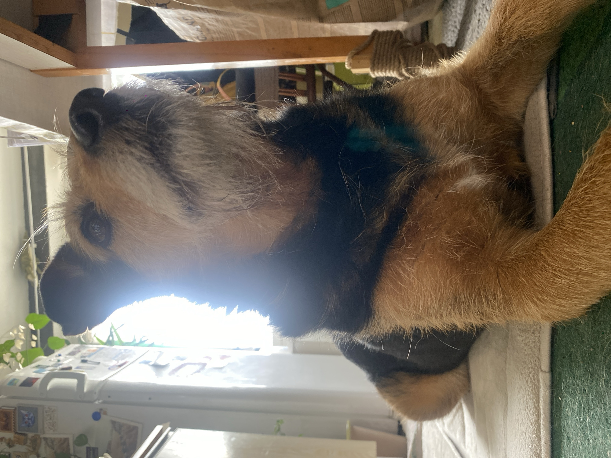 A Border Terrier dog is lying down, presumably indoors. The background includes a refrigerator with magnets and pictures, suggesting a kitchen or similar domestic space. Above the dog, there's shelving with items on it, including what appears to be a cat scratching post. The overall lighting is bright, possibly from a nearby window. The image does not provide any information to indicate that the location is Moscow, Russia.