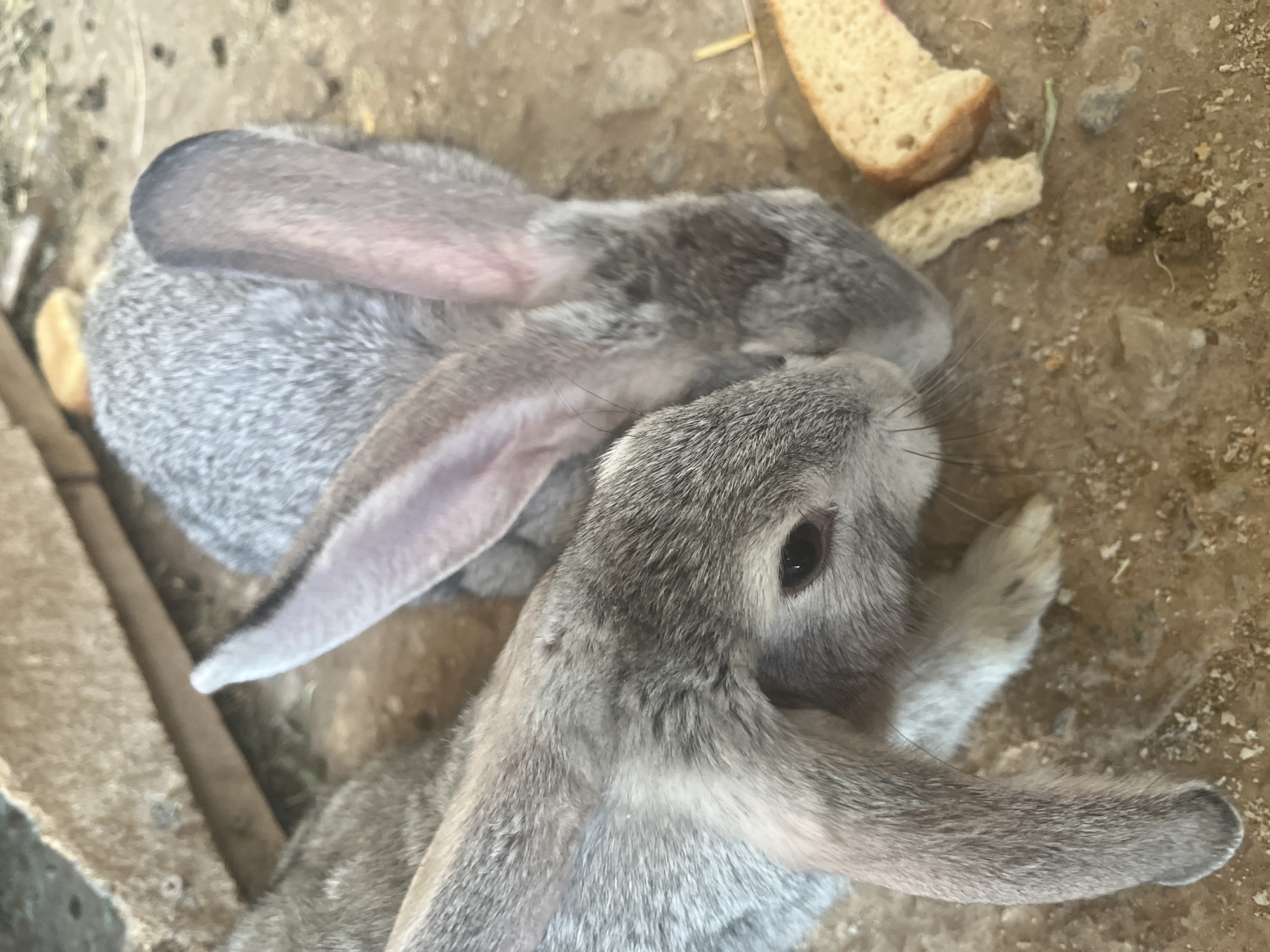 The image shows a close-up, overhead view of two gray rabbits. One rabbit's head is in the foreground, facing right with its dark eye visible and long whiskers. Its ear is also visible, showing a soft, pink interior. Behind this rabbit, another rabbit is partially visible, its head turned towards the first. The rabbits are lying on a dusty, light brown ground. In the background, there are pieces of bread and some dried grass or straw. The lighting suggests it is daytime, possibly outdoors given the natural ground and scattered food items. The overall scene is simple and focuses on the rabbits' interaction or proximity. There is no visible text in the image. The context of Zarafshan, Uzbekistan, suggests this might be a rural or semi-rural setting.