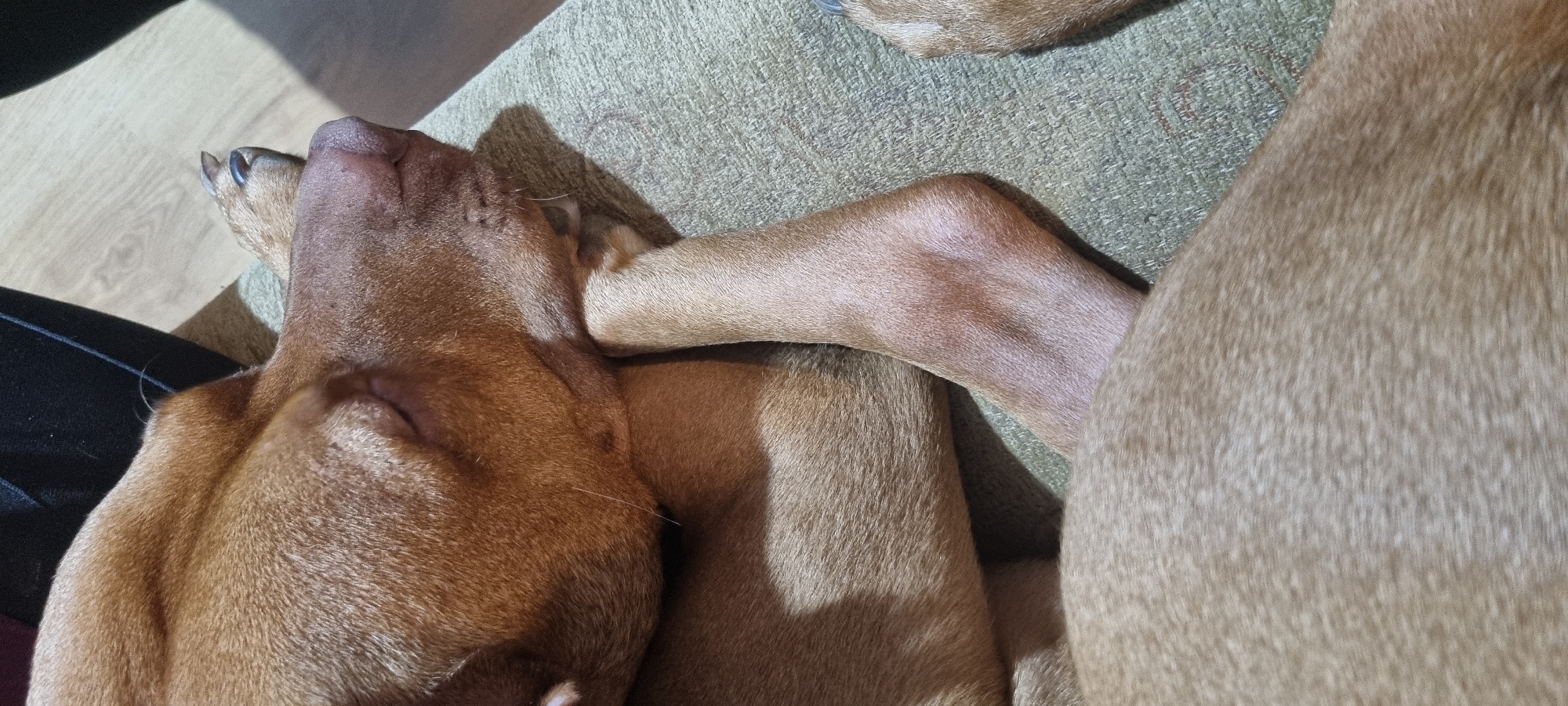 A close-up, high-angle shot depicts two sleeping reddish-brown dogs resting on a textured, olive-green surface, likely a couch or similar upholstered furniture. The dog on the left is positioned with its head tilted upward, revealing its nose and closed eyes. Its fur appears short and smooth. A leg from another dog is draped across its neck. The dog on the right is only partially visible, with a large section of its body filling the right side of the frame. The surface beneath the dogs is uniformly textured, providing a neutral background. To the left edge, a portion of what appears to be dark-colored clothing is also visible. The lighting is somewhat diffused, casting soft shadows and highlighting the contours of the dogs' bodies.