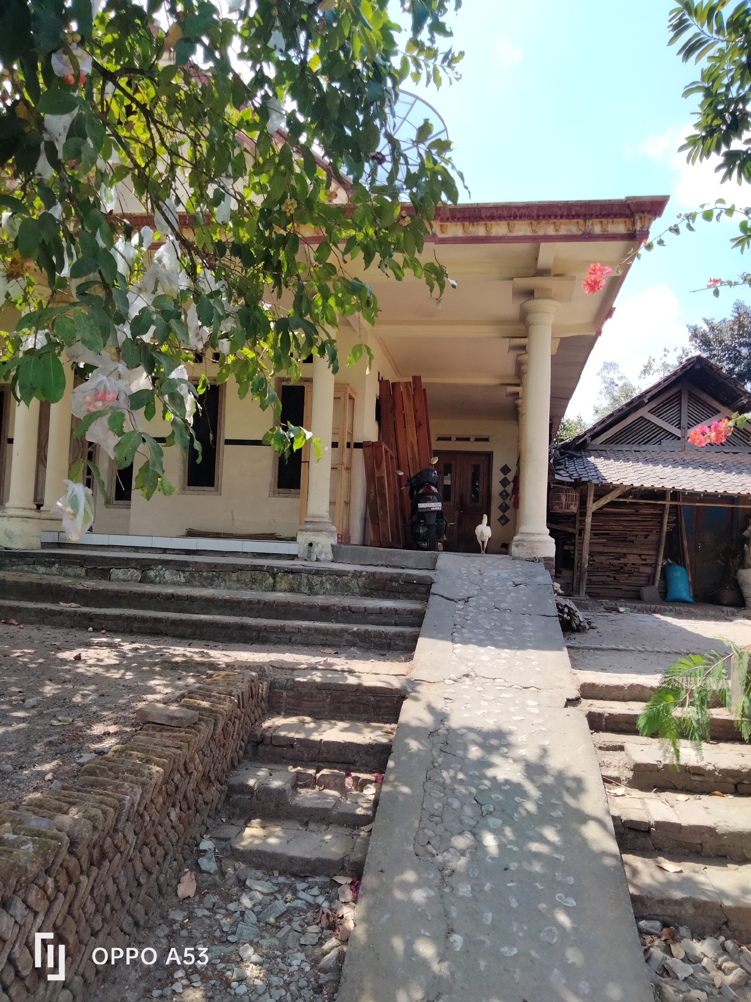 The image captures a sun-drenched exterior scene, likely in Trenggalek, Indonesia, featuring a single-story building with a wide, covered porch supported by substantial white pillars. A ramp leads up to the porch, adjacent to a set of brick steps. To the right of the main building is a smaller, rustic structure constructed from wood and corrugated metal roofing, which appears to be a shed or auxiliary building. A black motorcycle is parked on the ramp, and a white chicken is visible walking on the porch. Piles of lumber are stacked near the entrance of the main building, and a large blue sack rests against the wooden structure. Green foliage from trees overhangs the scene, with some branches decorated with white plastic bags, possibly protecting ripening fruit. The ground is a mix of dirt, gravel, and scattered leaves, with a low, brick wall lining a section of the steps. The sky is clear blue with a few scattered clouds. The lower-left corner of the image displays "OPPO A53" indicating the device used to capture the photograph.