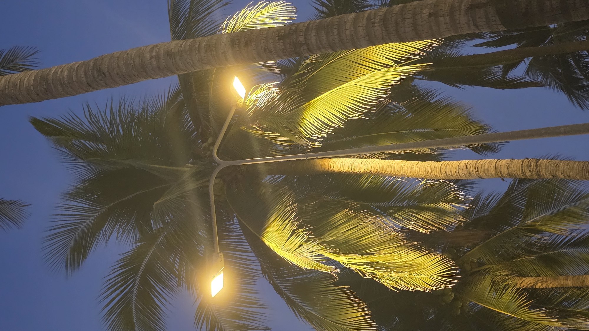 Looking upward, the low-angle shot captures a tropical nighttime scene in Nha Trang, Vietnam. The focus is on palm trees silhouetted against a dark blue sky. A tall, gray metal light post with two illuminated, yellowish-white lamps rises centrally through the frame. The lamps cast a warm glow on the surrounding palm fronds, causing the tree trunks nearest the lamps to be brightly lit. Several palm tree trunks of varying lengths and diameters are also visible, obscuring parts of the sky and the tree with the light post. Some are parallel to the camera lens. The palm leaves are a gradient of green and yellow due to light, adding textural interest to the composition.