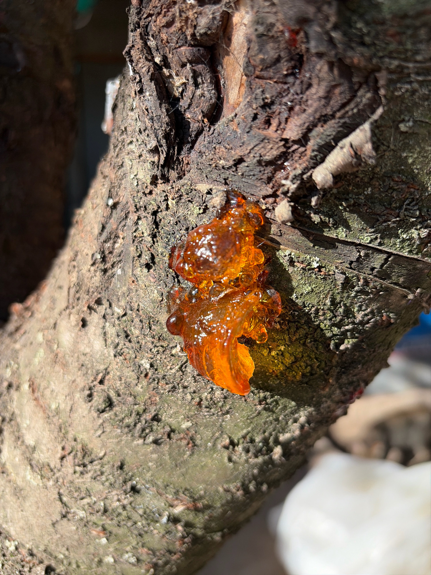 The image shows a close-up view of amber-colored resin dripping from the bark of a tree. The resin is translucent and appears somewhat viscous, with small air bubbles trapped within its structure. The tree bark is rough and textured, with shades of brown and gray. Some areas of the bark have a greenish hue, suggesting the presence of lichen or moss. The background is blurred, but appears to be an outdoor environment with natural light, possibly indicating a park or garden setting. There are no people, animals, or other discernible objects in the immediate vicinity of the tree and resin. The location of Oxentea, Moldova, is not visually represented in this image; it is an external piece of information.