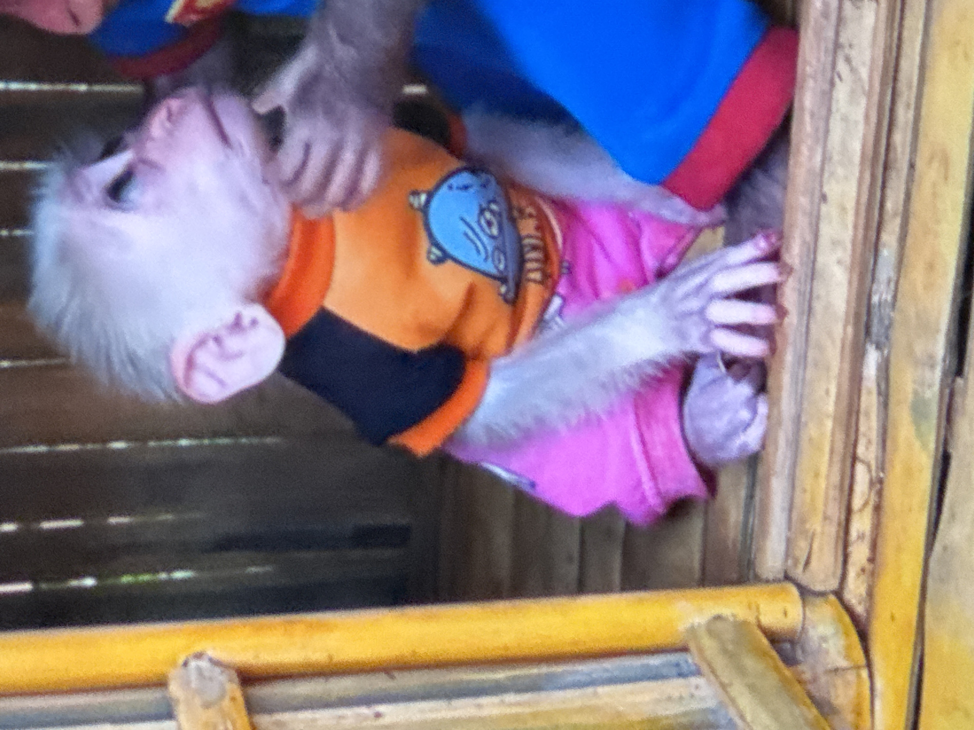 A monkey wearing multiple layers of clothing is reaching with its left hand through a structure made of bamboo. The first layer is an orange and black t-shirt with a blue graphic. The second layer is pink. The third layer is blue with a red trim. The background consists of blurred greenery and bamboo.