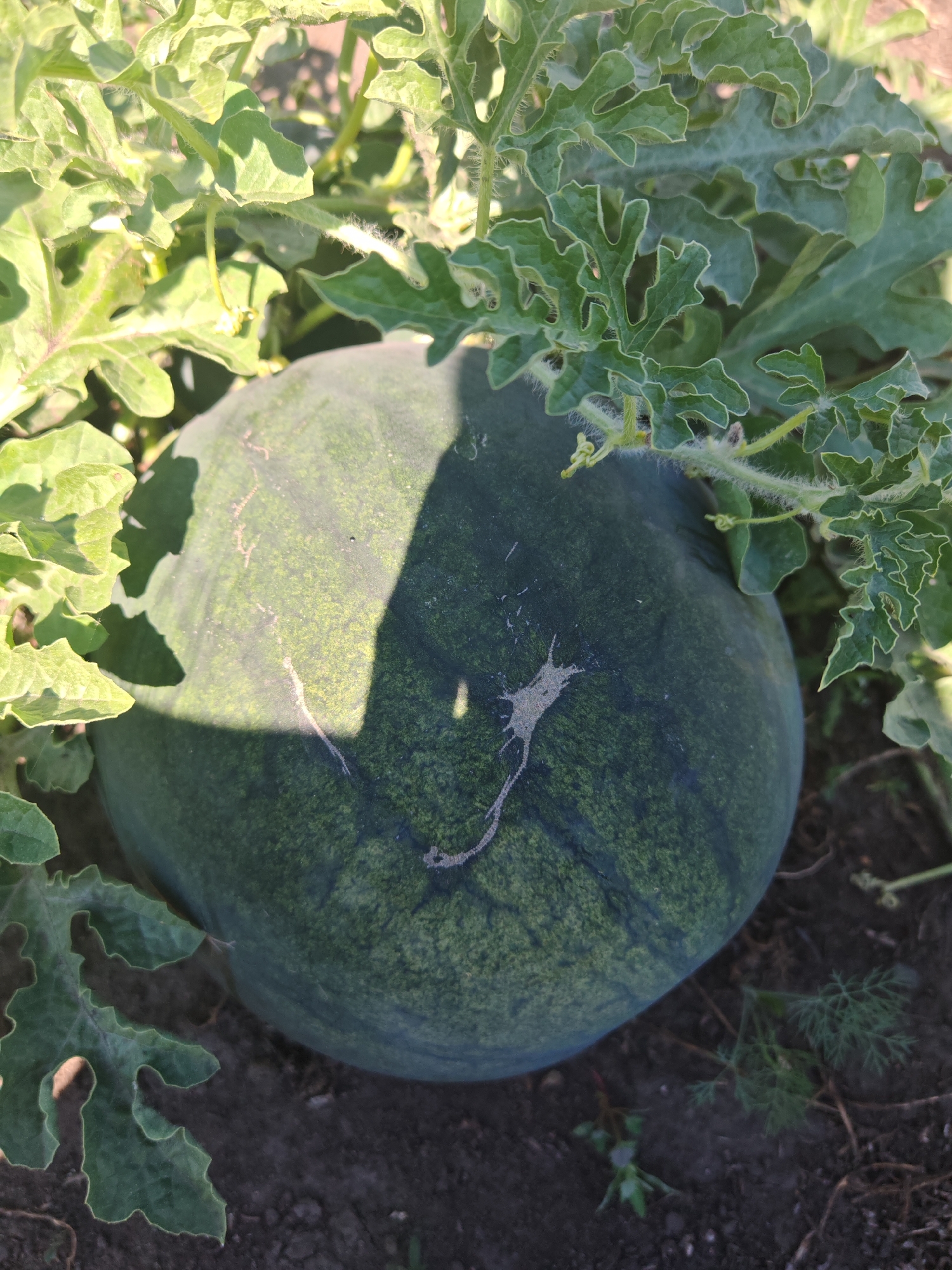 An overhead, close-up shot shows a large, dark green watermelon nestled among its own green leaves in a garden in Chernakovo, Russia. The watermelon is round and slightly flattened. The surface of the watermelon is speckled with lighter green, and a shadow of a leaf is cast across its left side. Some vines and tendrils of the watermelon plant are visible, as well as other small green plants and dark soil. The scene appears to be outdoors in natural daylight.