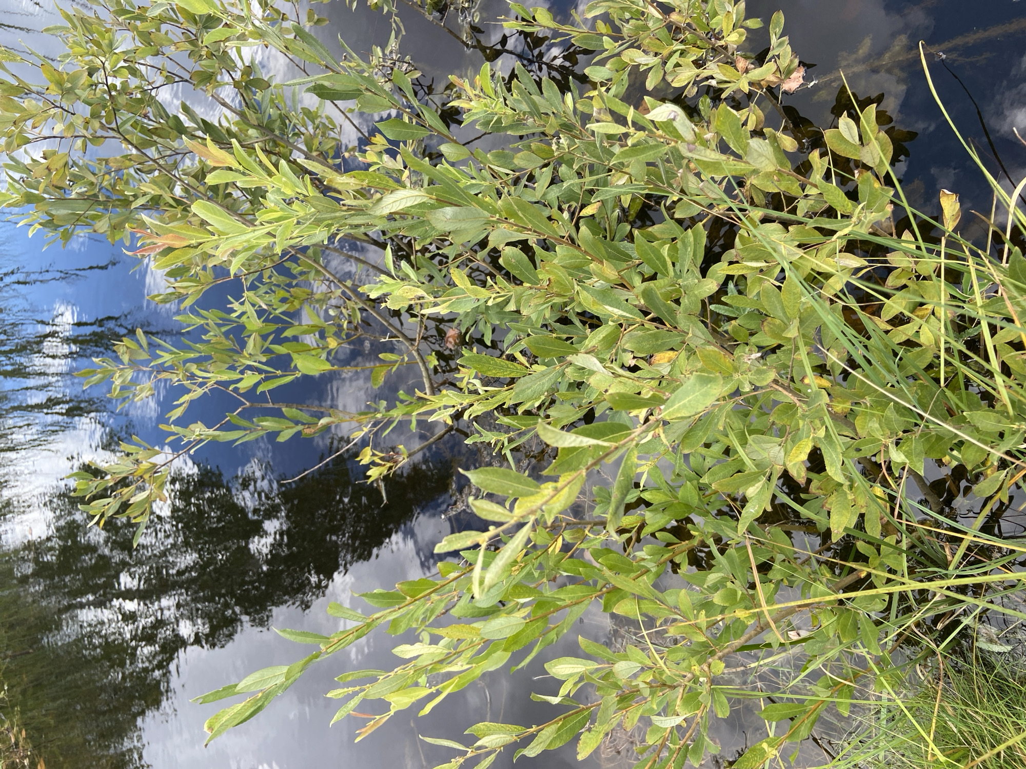 The image shows a close-up view of a small tree with green leaves growing in dark water. The water reflects the sky and surrounding trees, creating a mirror-like effect. Some blades of grass are visible at the bottom of the image. The scene appears to be a natural outdoor environment, possibly a pond or slow-moving body of water. The location "Авиатор Снт, Russia" suggests a dacha settlement or garden community in Russia, which are often located in rural or semi-rural areas with natural features like ponds and vegetation.