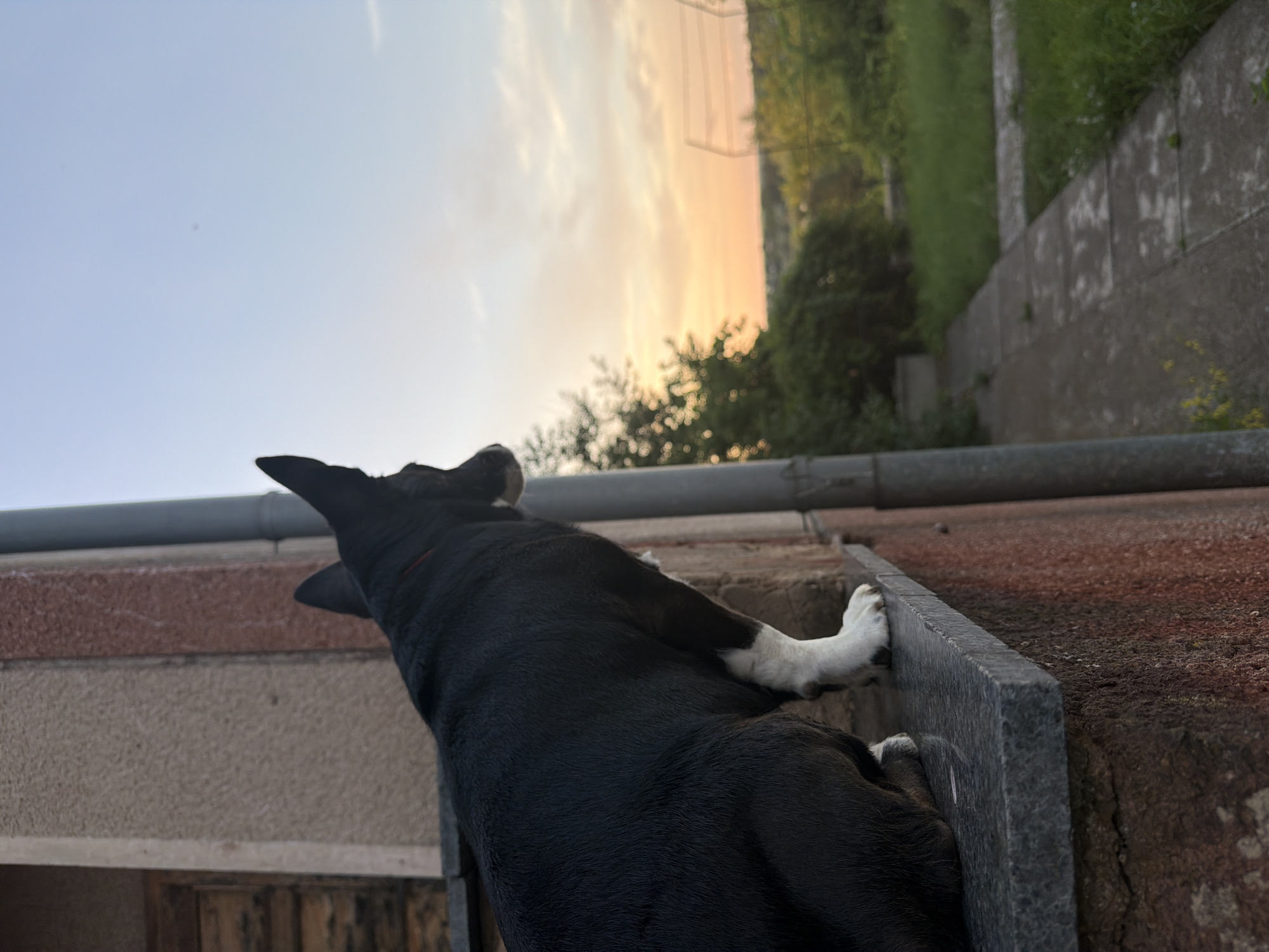 A black and white dog with pointed ears sits on a grey stone ledge, looking out at a rural landscape during sunset. The dog is positioned on the left side of the frame, its body angled away from the viewer. The ledge appears to be part of a building, with a textured, reddish-brown wall to the right. The background consists of trees and green grass, with a pale orange and blue sky above. The setting is consistent with the rural outskirts of Lozuvatka, Ukraine, characterized by agricultural land and sparse vegetation. The image captures a moment of quiet observation by the animal against a natural backdrop.