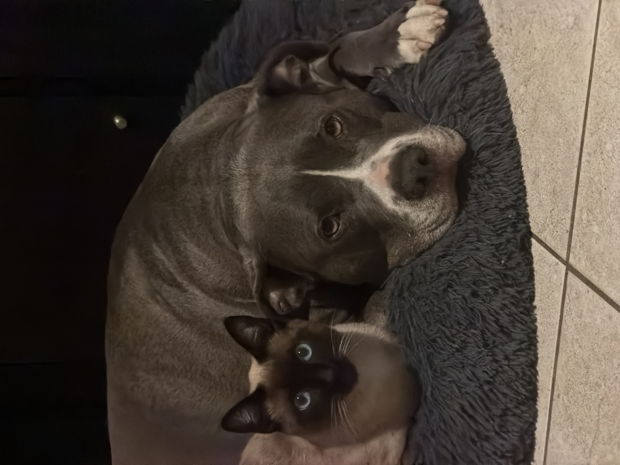 A gray pitbull-type dog and a Siamese cat are lying in a gray, fluffy dog bed. The dog is larger and is lying on its side, with its head facing the camera. The cat is nestled underneath the dog's head. The bed is next to a dark-colored piece of furniture and a tiled floor. The location cannot be determined from the image.