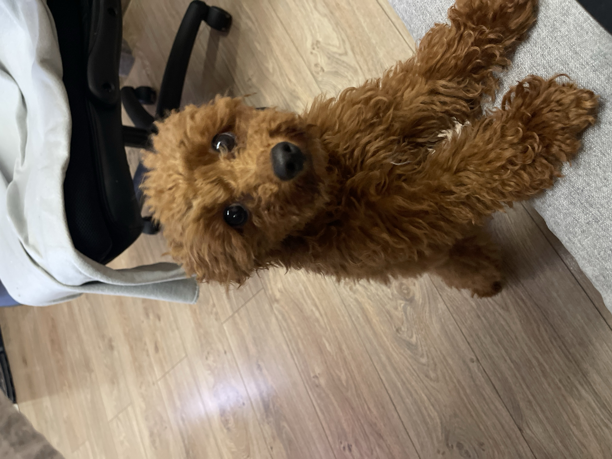 The image captures a small, curly-haired, brown dog, likely a poodle, looking directly up at the camera. The dog is situated indoors on a light-colored wooden floor, with part of its body resting against a textured grey fabric, possibly a person's leg or a soft blanket, visible on the right. On the left, the dark legs and base of what appears to be an office chair are partially visible.
The dog is the central subject, its dark eyes wide and attentive, its black nose prominent. Its expression conveys a sense of curiosity, playfulness, or a desire for attention. The setting is a room with a natural light wooden floor, suggesting a home or office environment. The overall impression is one of warmth and affection, focusing on the dog's endearing gaze. There are no notable activities other than the dog looking up, and no visible text. The location context indicates the photo was taken in Sofia, Bulgaria.