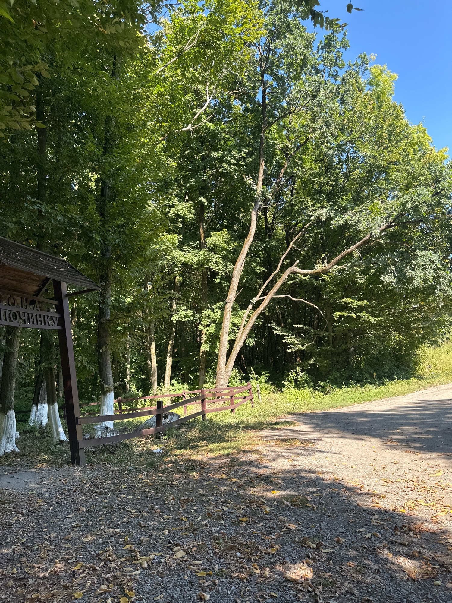 The image depicts an outdoor scene in a wooded area, possibly a park or nature trail. On the left side of the frame, there is a wooden structure that appears to be a signpost or an informational kiosk. The text on the sign is partially visible and appears to be in Cyrillic script. Several trees are visible, with dense green foliage suggesting a summer or early autumn setting. Some of the trees have their lower trunks painted white, a common practice in some regions for protection or aesthetic reasons. A wooden fence runs horizontally across the middle ground, separating the wooded area from a dirt or gravel path that leads into the distance on the right. The path is partially covered with fallen leaves, indicating a possible change of season. The ground is covered with gravel and fallen leaves. The sky is clear and blue, suggesting a sunny day. The image's metadata indicates the location as Shatava, Ukraine. There are no people or animals visible in the frame.