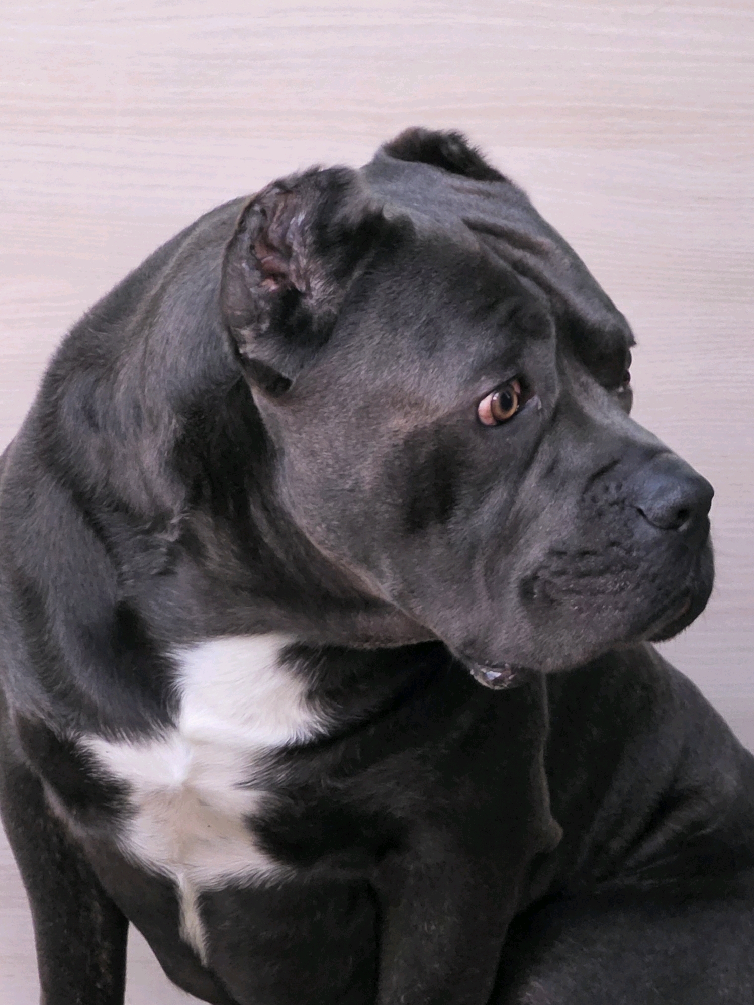 A dark gray Cane Corso dog is depicted in a close-up, three-quarter profile shot against a pale, textured background. The dog's head is turned to the right, with its expressive amber eye visible. A prominent white marking is present on its chest, forming a distinct pattern. A small droplet of water or saliva is visible near its mouth. The background appears to be a neutral-colored wall or surface with a subtle wood grain or textured pattern. The lighting is soft, highlighting the dog's musculature and facial features.