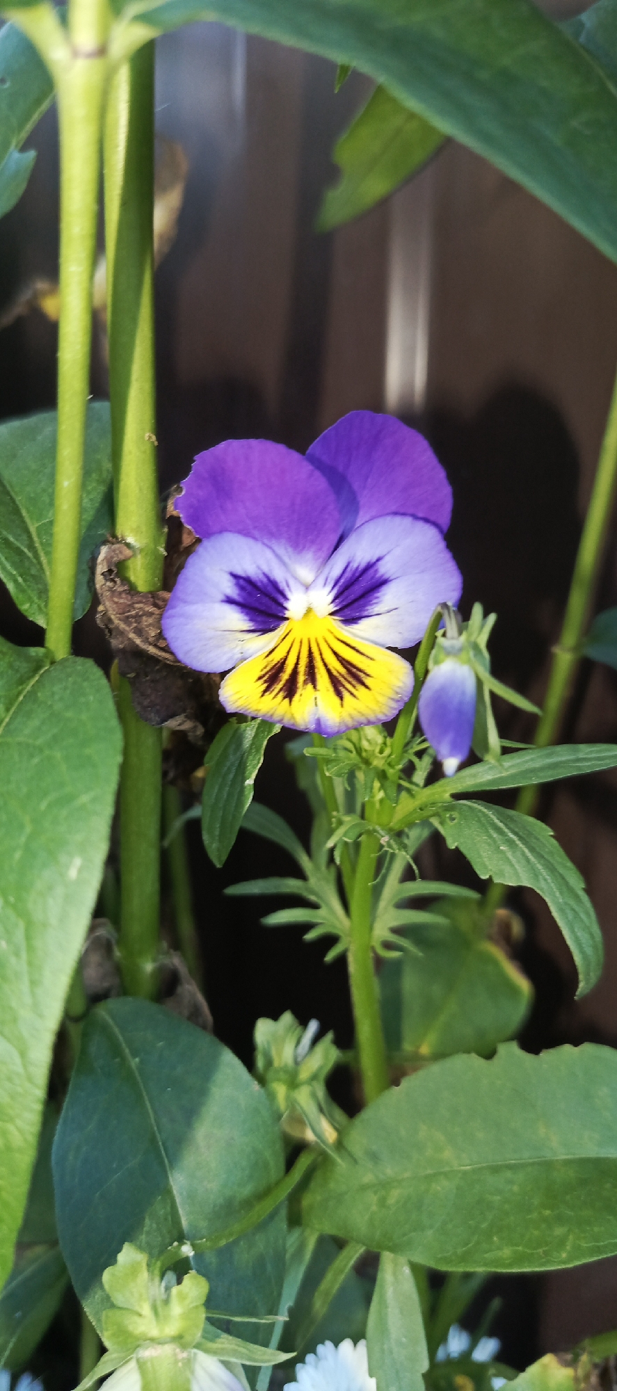 A close-up, vertical shot showcases a vibrant pansy bloom with purple and yellow petals, its intricate veining a focal point against a blurred brown background. The flower is surrounded by lush green foliage and stems, with a small, unopened bud in close proximity. The image appears to be an outdoor shot, possibly in a garden, though the specific location within Merchalovo, Russia, is not discernible from the visual information alone.