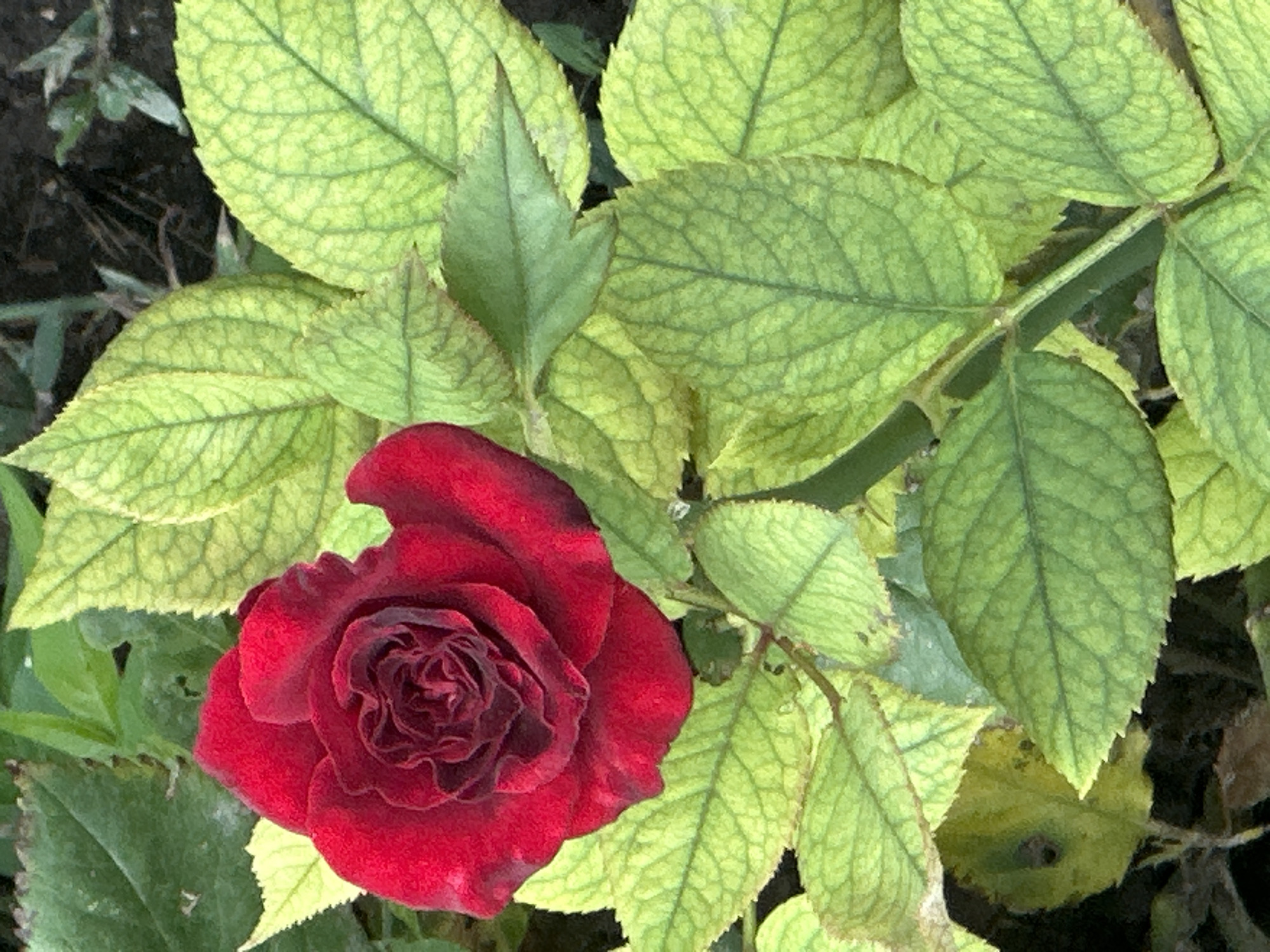 In Lobacheve, Ukraine, a close-up photograph captures a single, deep red rose bloom amidst a backdrop of numerous green leaves. The rose, tightly furled with many petals, exhibits a darker, almost black hue in its center. The surrounding leaves are a vibrant green, with some showing a lighter, yellowish tint, particularly along their serrated edges. The foliage appears dense, with some leaves overlapping. The background is a dark, out-of-focus blur, suggesting a natural outdoor setting, possibly a garden or park. The lighting is natural, casting soft shadows and highlighting the textures of the rose petals and leaf veins. There are no people or specific actions depicted; the focus is solely on the botanical subject.