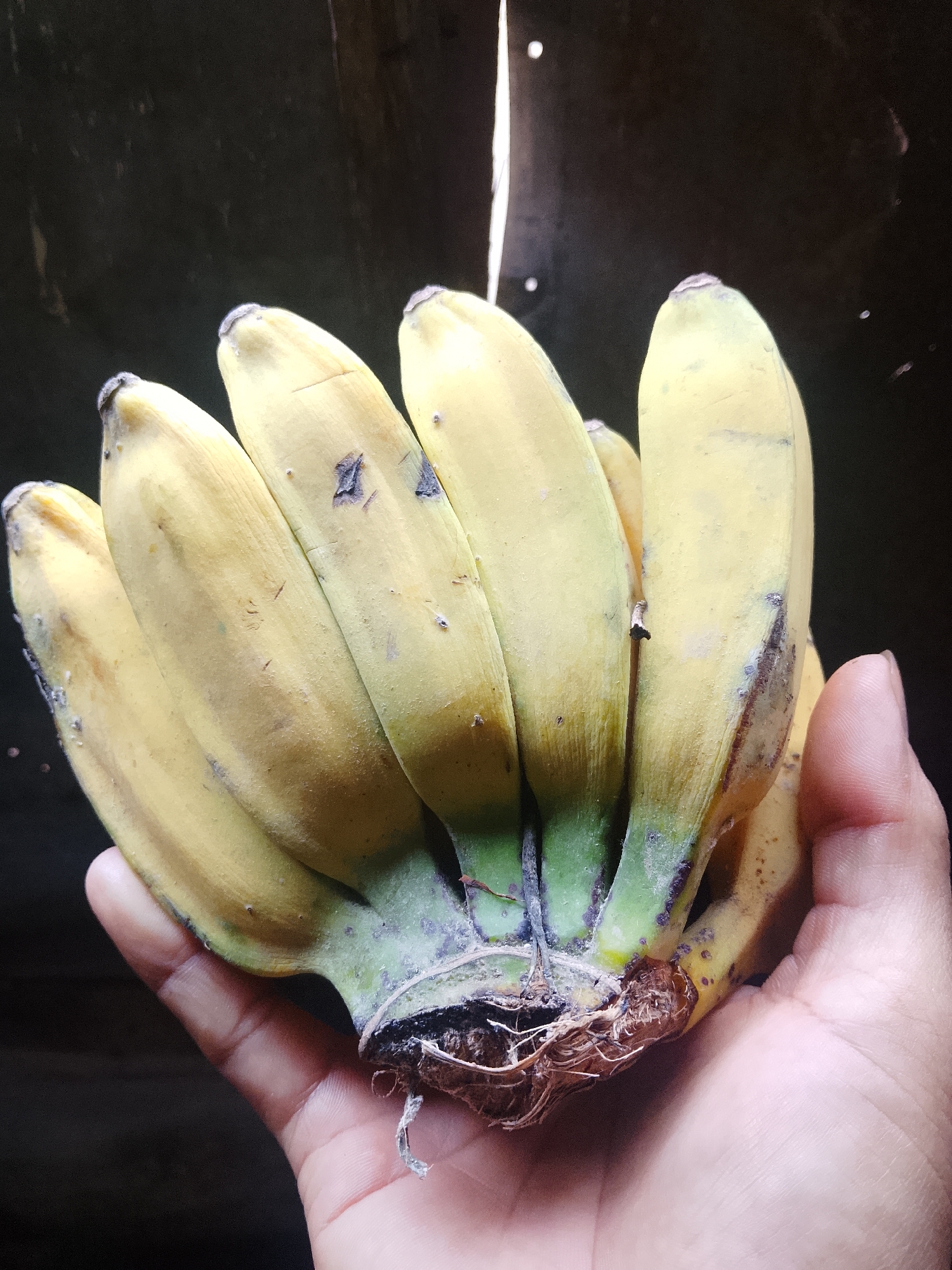 A person's hand is holding a bunch of ripe bananas in Tanggungan, Indonesia. The bananas are yellow with some brown spots and blemishes. The hand is cupped around the base of the bunch, and the fingers are visible. The background is dark and out of focus, with some vertical lines suggesting a wooden surface or blinds. The lighting is dim, with a bright light source coming from the upper left.
