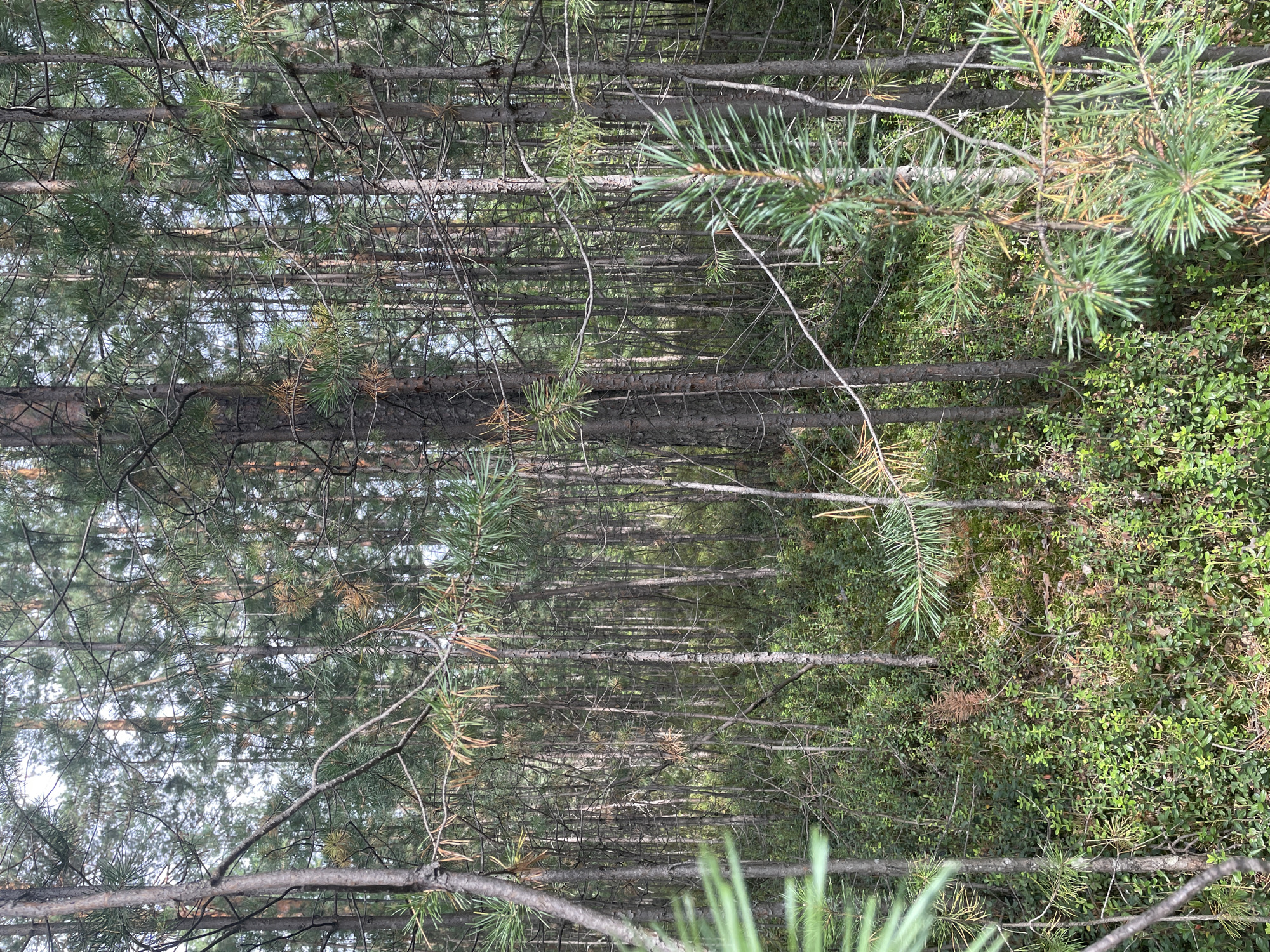 The image depicts a dense forest scene, likely in Barsovo, Russia. The foreground is dominated by the lower trunks of numerous pine trees, some of which appear slender and young, while others are thicker and more mature. The forest floor is carpeted with low-lying green vegetation, including what appears to be moss and small shrubs. Scattered throughout the undergrowth are some dried, brown pine needles and fallen branches, indicating a natural, unmanaged environment. In the midground and background, the forest continues with an even denser concentration of pine trees, their branches and needles creating a textured, somewhat uniform canopy. The sky is visible through the upper portions of the trees, suggesting it is either overcast or late in the day, as the light appears diffused and muted. No people or animals are visible in the image.