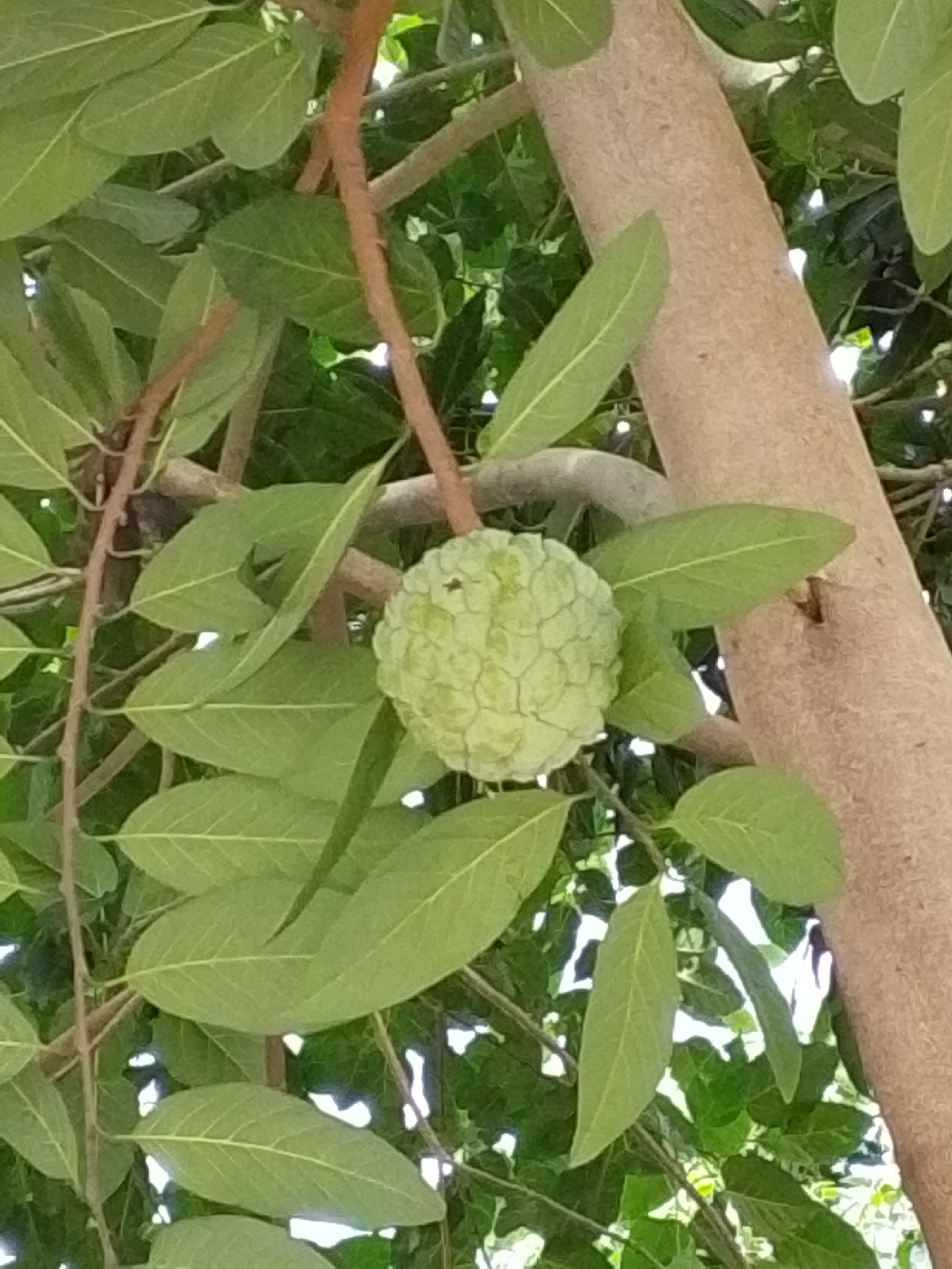 The image shows a sugar apple fruit hanging from a tree branch. The fruit is light green and has a segmented, scaly exterior. It is surrounded by large, green leaves and a thick, light brown tree trunk is visible on the right side of the frame. The background consists of more green foliage and some bright white areas which suggest dappled sunlight filtering through the leaves. The scene is outdoors, likely in a natural or garden setting within the city of Serti, Nigeria. There are no people or animals visible in the image. The focus is on the fruit and its immediate surroundings.