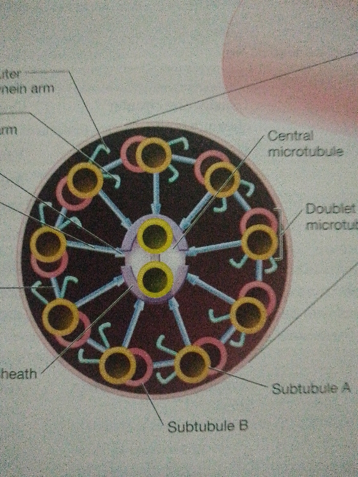 The image depicts a cross-sectional view of a flagellum or cilium's axoneme. It shows a "9+2" arrangement of microtubules, where nine doublet microtubules surround a central pair. Each doublet consists of a complete microtubule (Subtubule A) and a partial microtubule (Subtubule B). Dynein arms extend from Subtubule A of each doublet towards the adjacent doublet. Radial spokes connect the doublets to a central sheath surrounding the central microtubules.