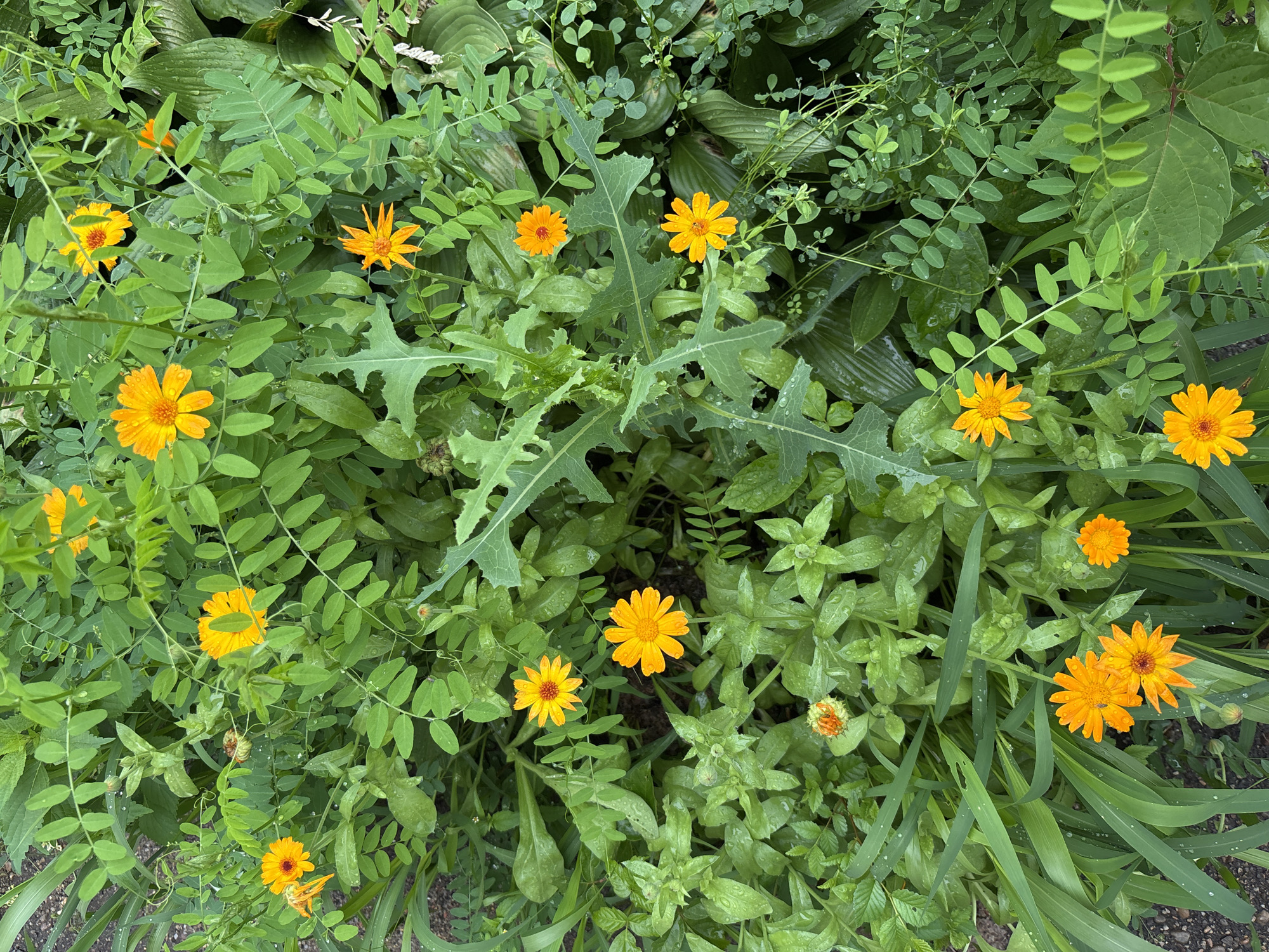 The image is a top-down view of a patch of bright orange calendula flowers with green foliage, likely in a garden or park. Water droplets are visible on the leaves and petals, suggesting recent rain. The scene is lush and overgrown, with a mix of different plant types. There are no people or animals visible in the image. The location is described as a garden in Blagoveshchensk, Russia.