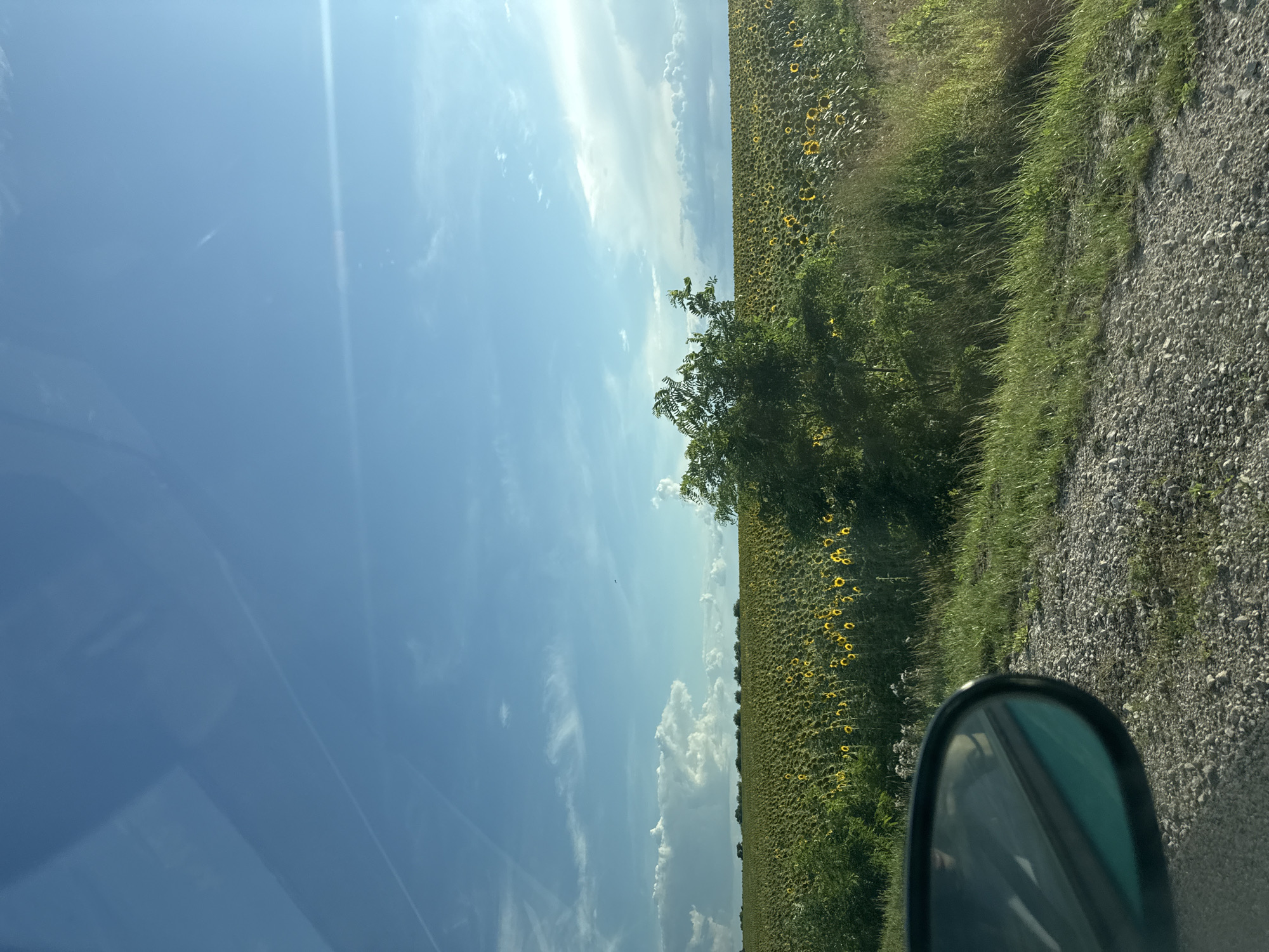 The image depicts a sunflower field under a bright blue sky with scattered white clouds. In the foreground, a gravel road borders the field, with green grass and a bushy tree to the right. A car's side mirror is visible in the lower left corner, reflecting a portion of the interior and the sky. The vast field of sunflowers stretches to the horizon, with a line of trees visible in the distance. The scene suggests a rural landscape in Sagaidac, Moldova, likely captured during daytime. There are no visible people or animals in the frame.