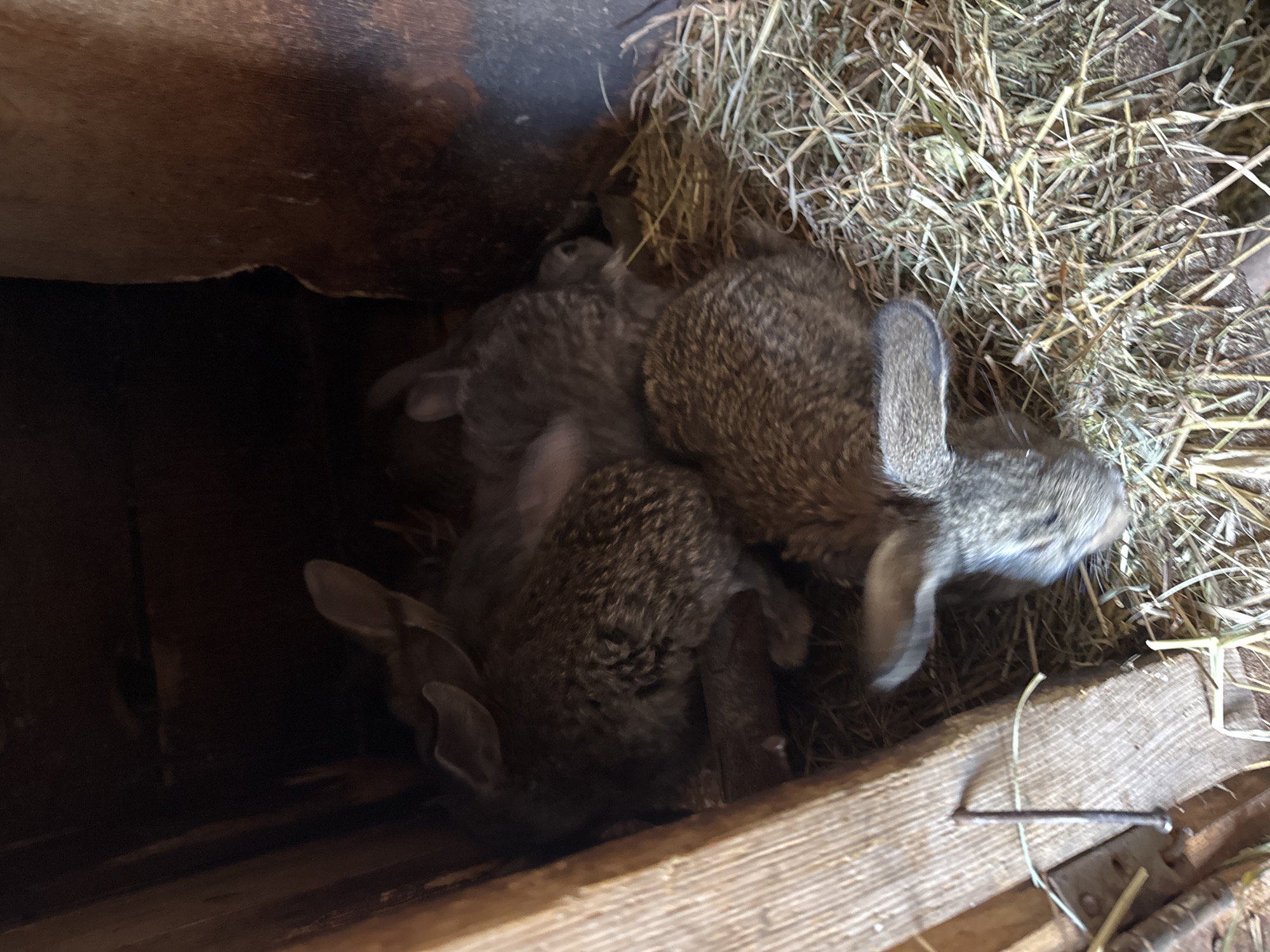 Location cannot be verified to be Малая Рукавицкая, Russia.
The image shows a nest of baby rabbits huddled together in a wooden box lined with hay. The rabbits are various shades of brown and gray. Some of them have their ears visible, while others are tucked into the pile. The wooden box appears to be part of a larger structure.