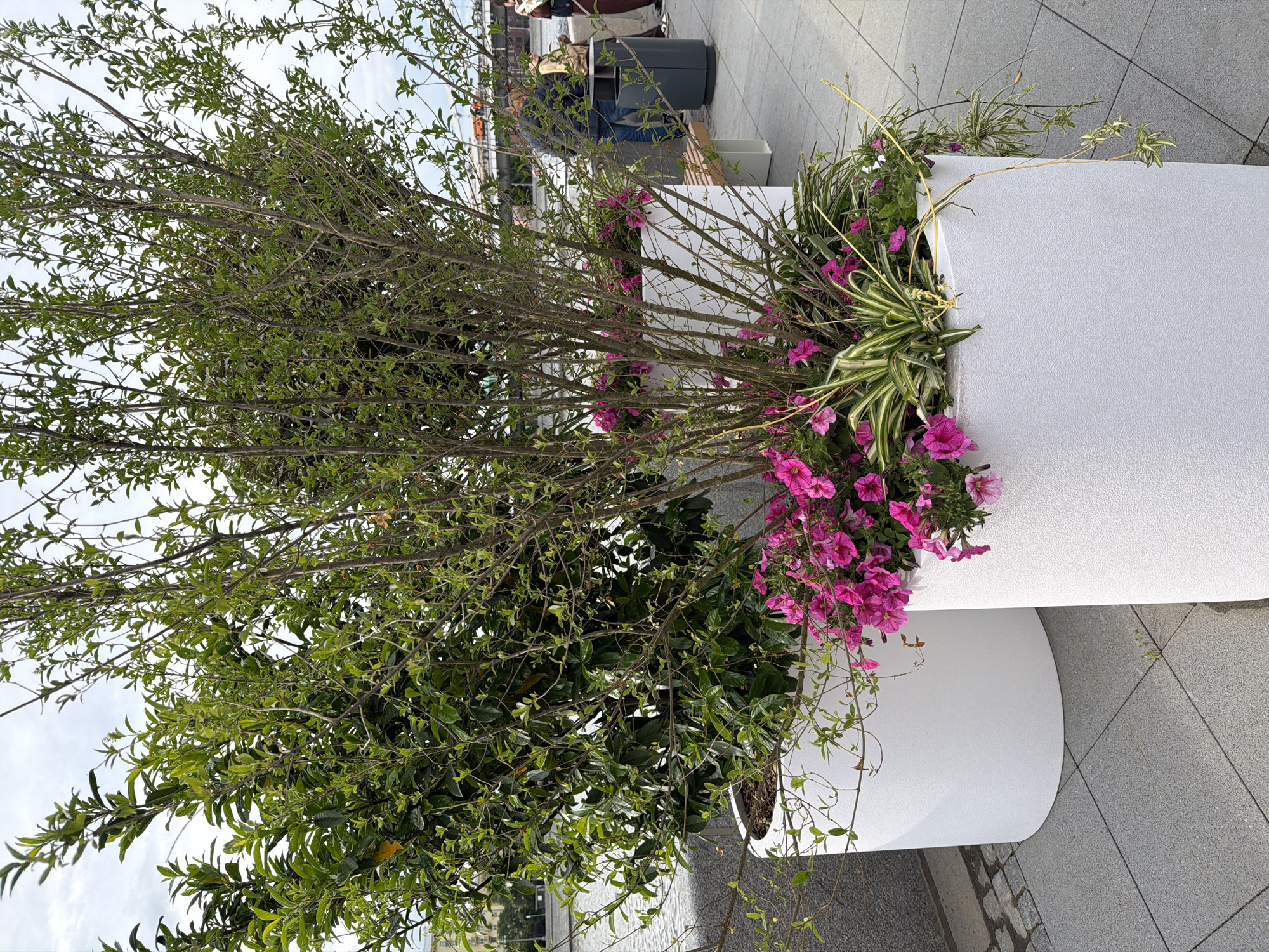 The image shows two white, cylindrical planters arranged on a tiled surface. The planters contain a mix of plants: trees with thin, twiggy branches and small green leaves, pink petunias, and variegated foliage. The scene is outdoors, with glimpses of a city environment in the background, indicating a public space. A trash receptacle and people are partially visible. The image appears to be taken at ground level, emphasizing the height of the planters and foliage.