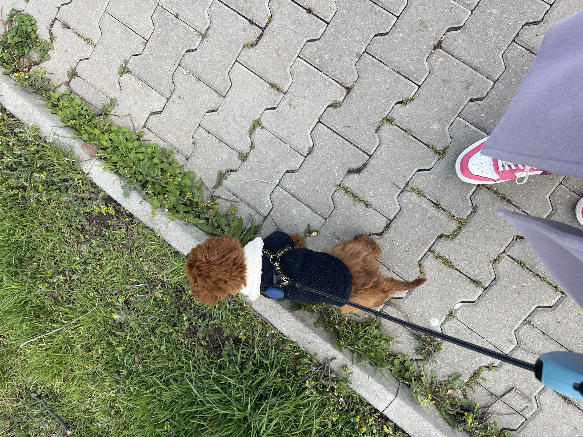 The image shows a person walking a brown and white Cavapoo puppy on a leash along a concrete sidewalk with a small strip of grass and weeds alongside it. The puppy is wearing a black and white fleece vest. The person is wearing a long light purple coat and pink and white sneakers. The sidewalk is made of interlocking concrete pavers. The location is likely Sofia, Bulgaria.