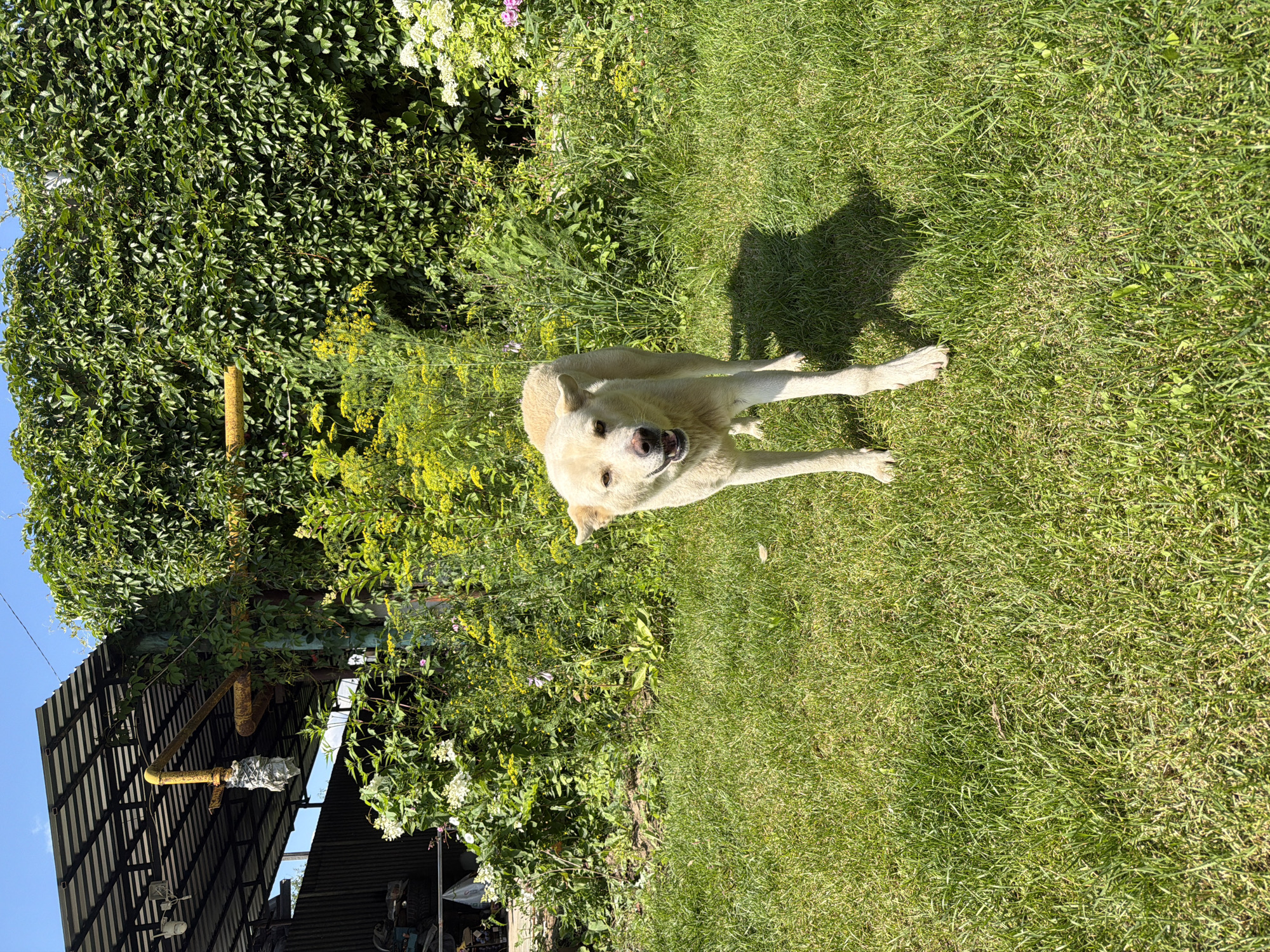 A light-colored dog stands in a grassy yard in Gribki, Russia, on a sunny day. The dog, facing the camera, has its mouth open and appears to be panting or smiling. Behind the dog, a dense green vine covers a wall, and there are various green plants and yellow flowers. To the left, a metal-roofed structure with a corrugated metal fence is visible. The ground is covered in green grass with some patches of dry grass. The overall scene suggests an outdoor setting in a suburban or rural area.