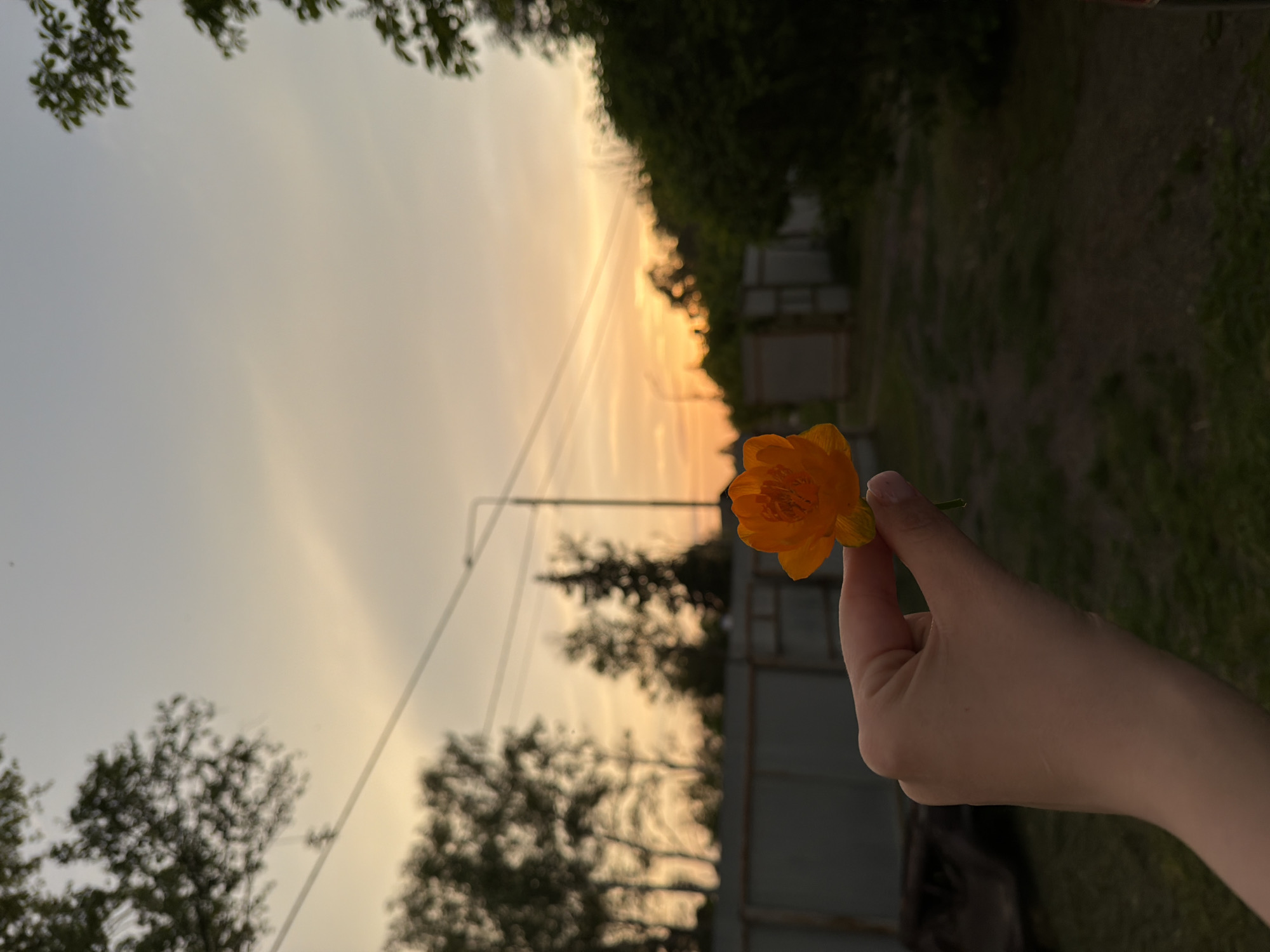 A close-up, slightly unfocused, outdoor shot taken in daylight at Спас-Заулок, Russia, presents a hand holding an orange flower against a sunset background. The hand, with light skin, holds the flower by its stem. The flower is an orange globe flower with ruffled petals. The background features a sky with a sunset gradation from light sky to shades of orange and yellow. Bare trees and a utility pole are in the background. The background includes a green area with a dark green hedge or row of bushes. A row of garages is also visible.