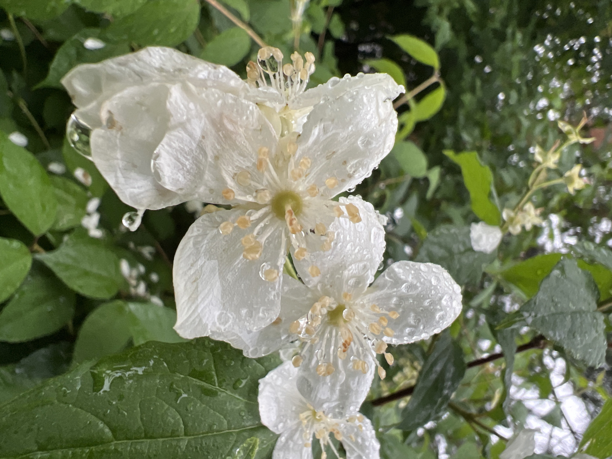 A close-up, eye-level shot captures several white jasmine flowers covered in water droplets, likely from rain, against a backdrop of lush green foliage. The flowers, with their delicate petals and yellow stamens, are the primary focus. Some petals appear slightly tattered, suggesting they have been weathered. The leaves are a deep green and also show signs of being wet. The overall atmosphere is one of natural beauty after a rainfall. The location, Angarskie Khutora, Russia, is noted, but the image itself does not contain any specific visual cues to confirm this location. There are no people or discernible actions depicted in the scene.
