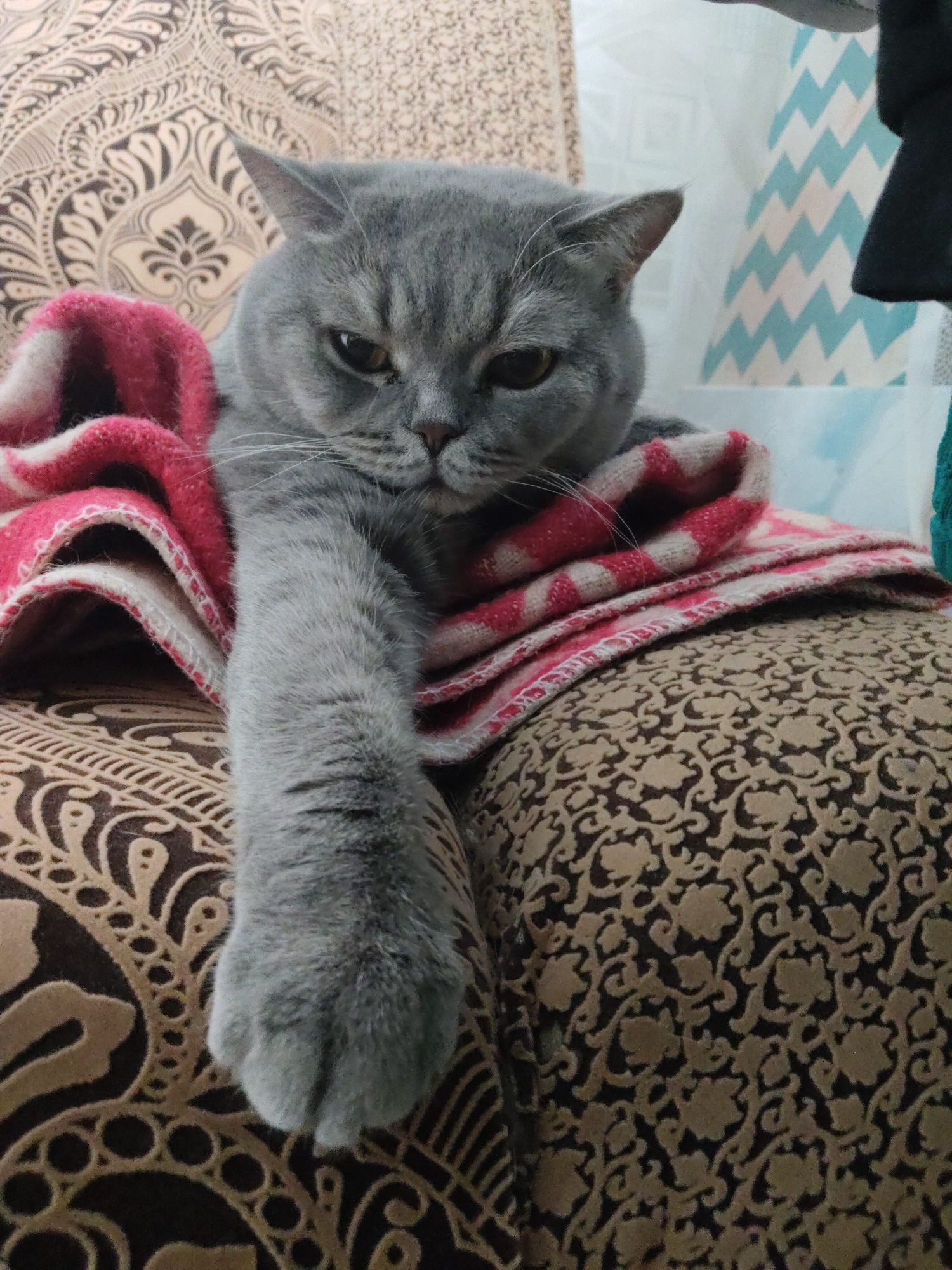 A grey British Shorthair cat is lying on a brown and gold patterned cushion, covered with a pink and white striped blanket. The cat is extending its left paw downwards. The location is Unknown, Unknown.