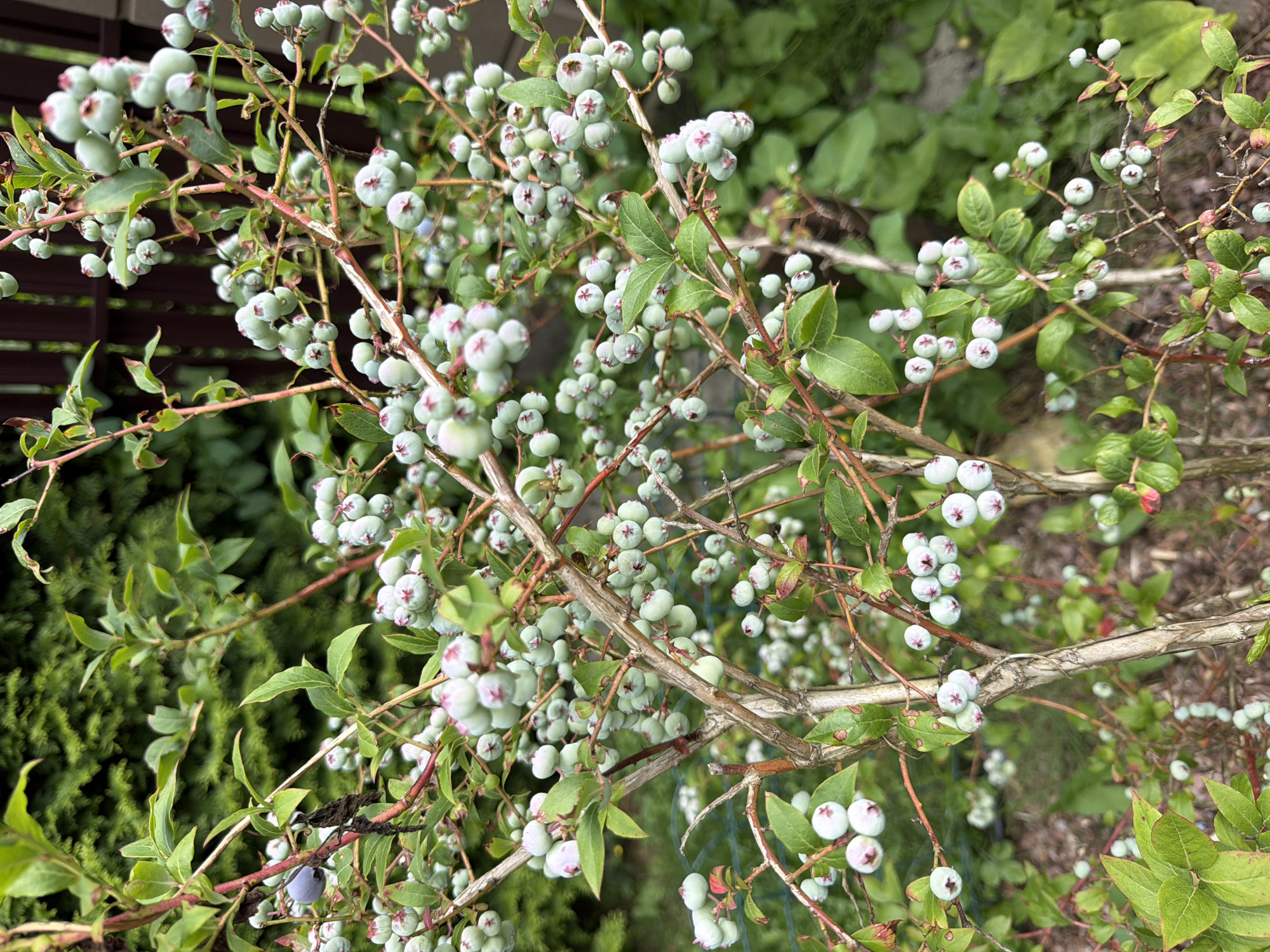 A close-up shot captures a blueberry bush laden with unripe green berries and some darker, ripe berries. The bush has a woody central stem with numerous branches extending outwards, adorned with small, oval green leaves. Clusters of round, green blueberries, some with a faint pink blush at the top, are visible throughout the branches. A few of the berries appear to be fully ripe, exhibiting a deep blue-purple hue. The background consists of lush green foliage and a dark wooden fence, suggesting an outdoor garden setting. The scene is well-lit, with natural light highlighting the textures of the berries and leaves. The image was taken in Baloži, Latvia.